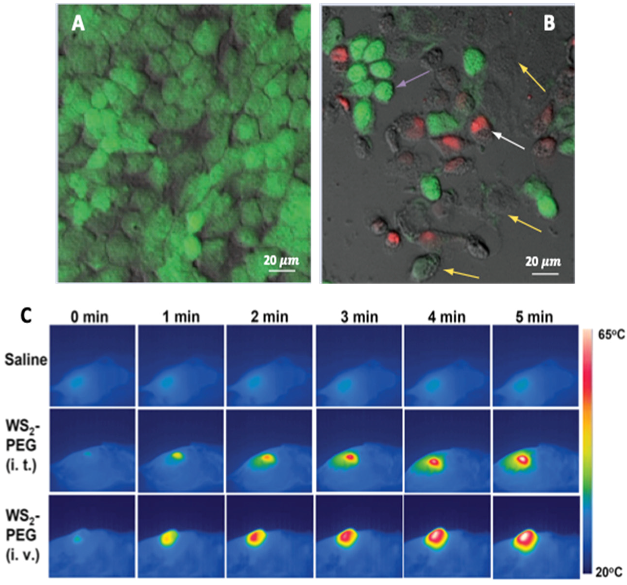 Molecules 28 02553 g005