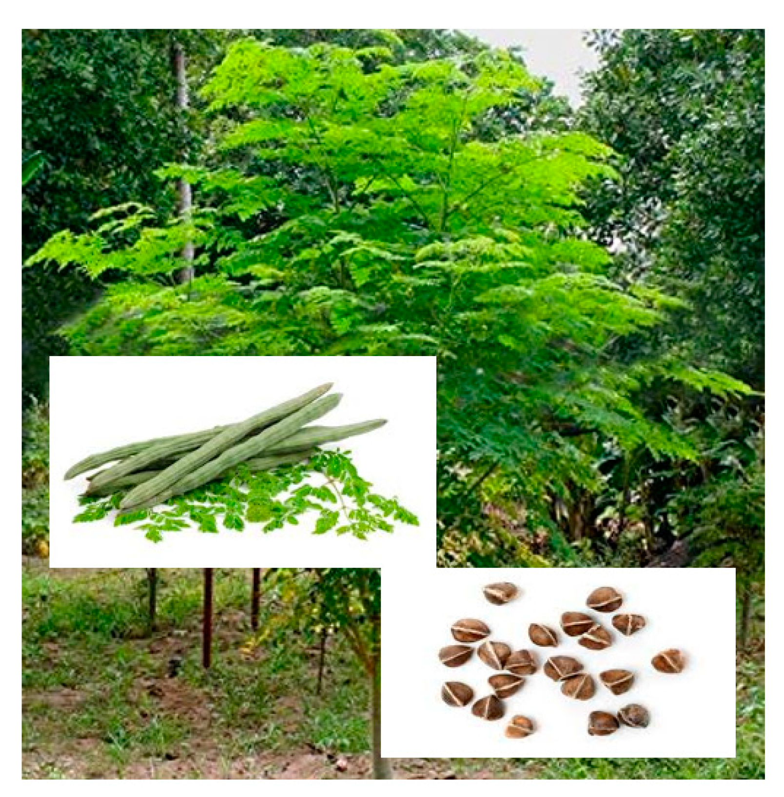 Molecules 28 02554 g006