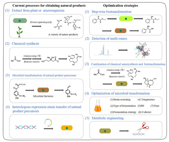 Multi-Level Optimization and Strategies in Microbial