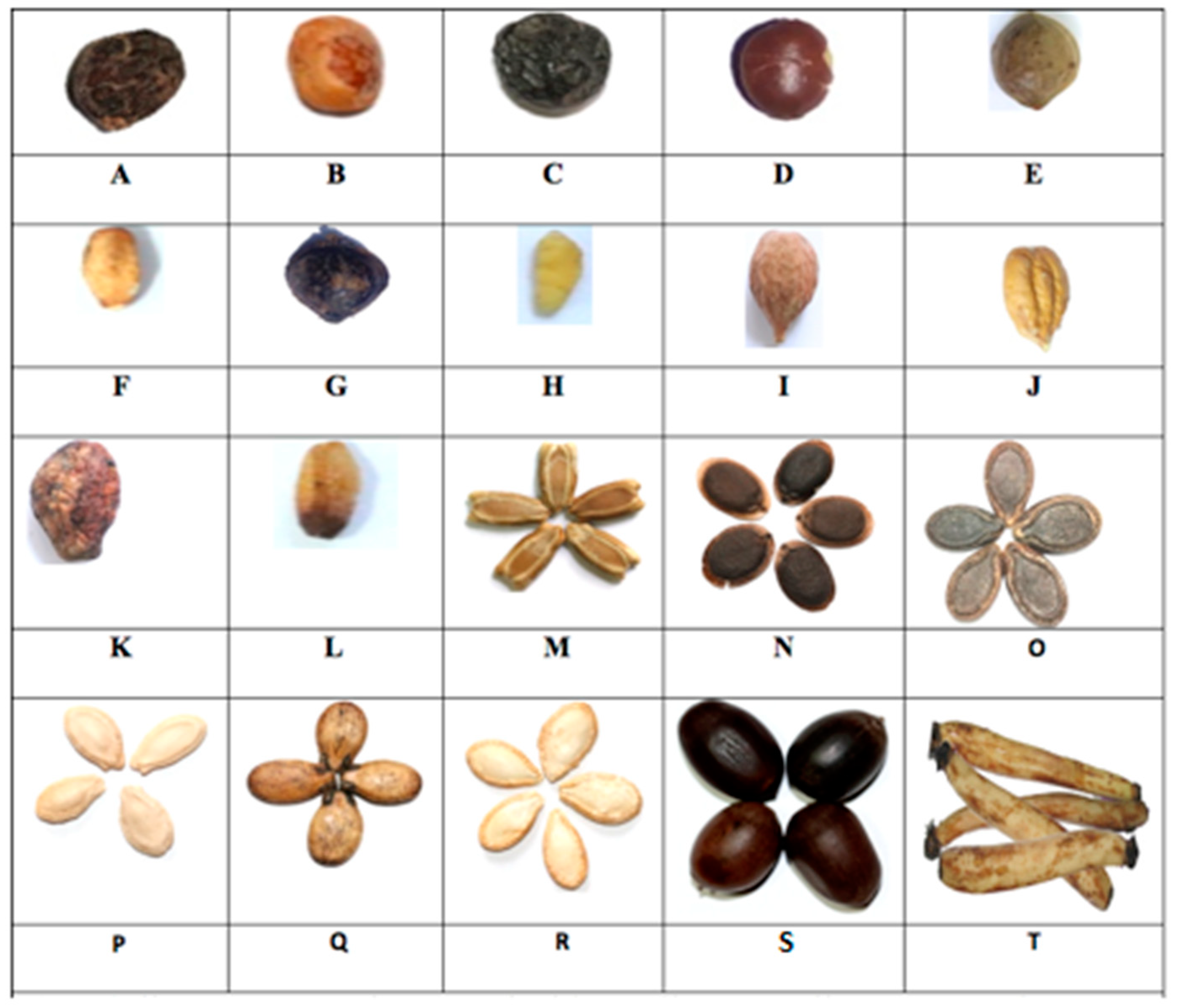 Molecules Free FullText Comparative Analysis of Traditional
