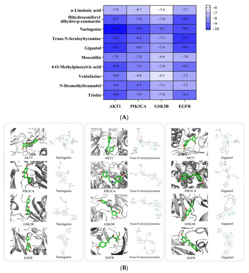 Chemical Constituents and Hypoglycemic Mechanisms of Dendrobium