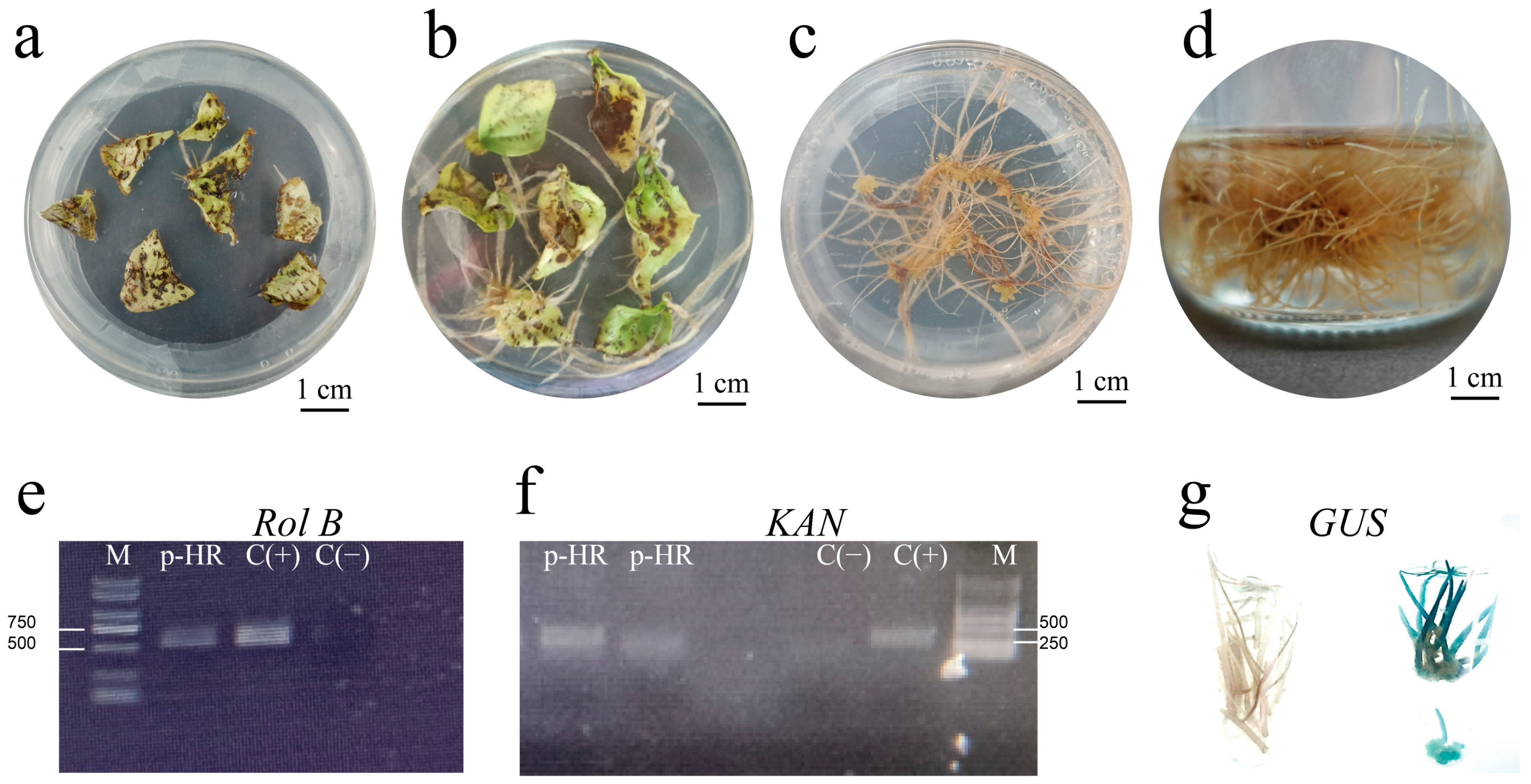 Molecules 28 02686 g002 Molecules 28 02686 g002