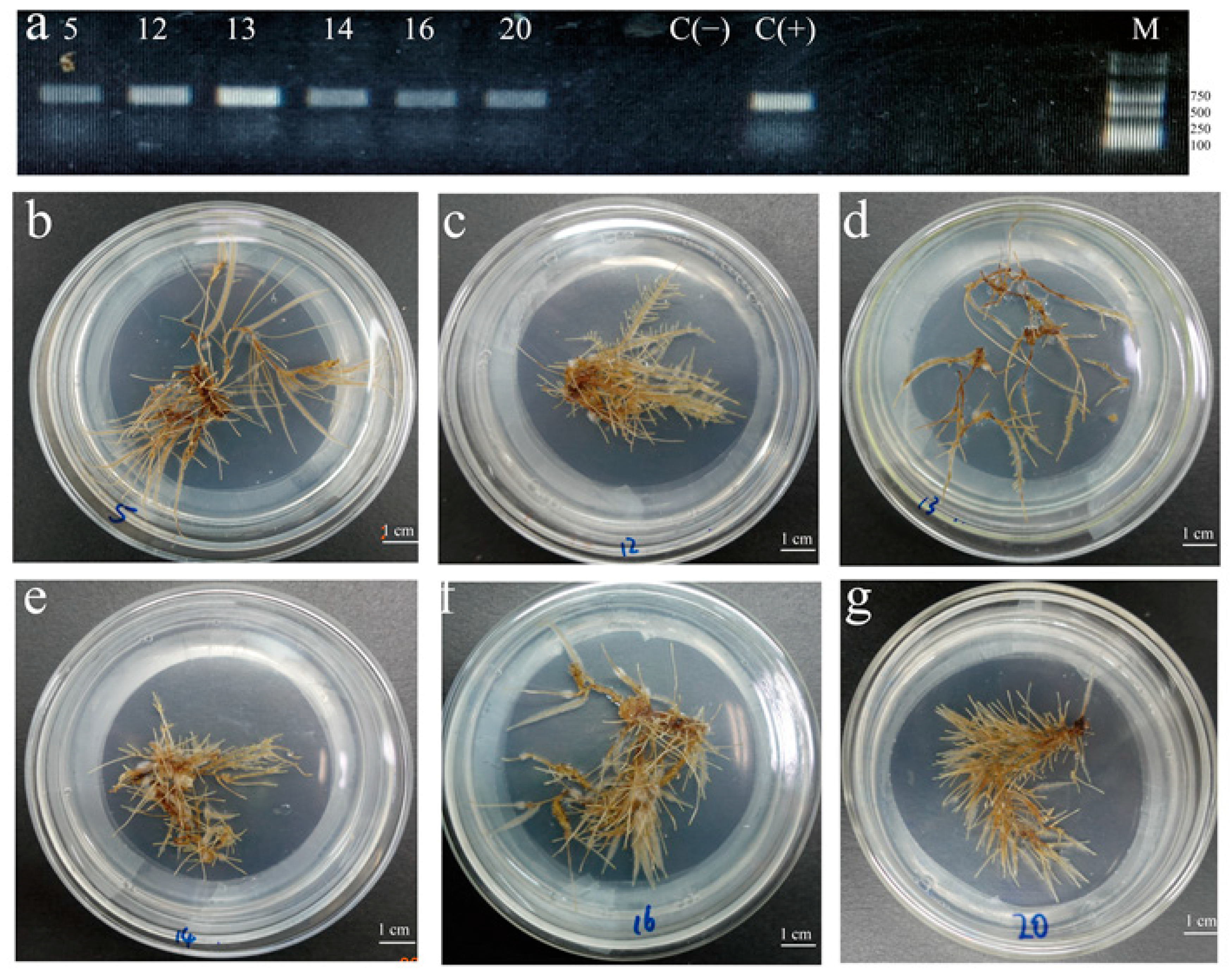 Molecules 28 02686 g003 Molecules 28 02686 g003