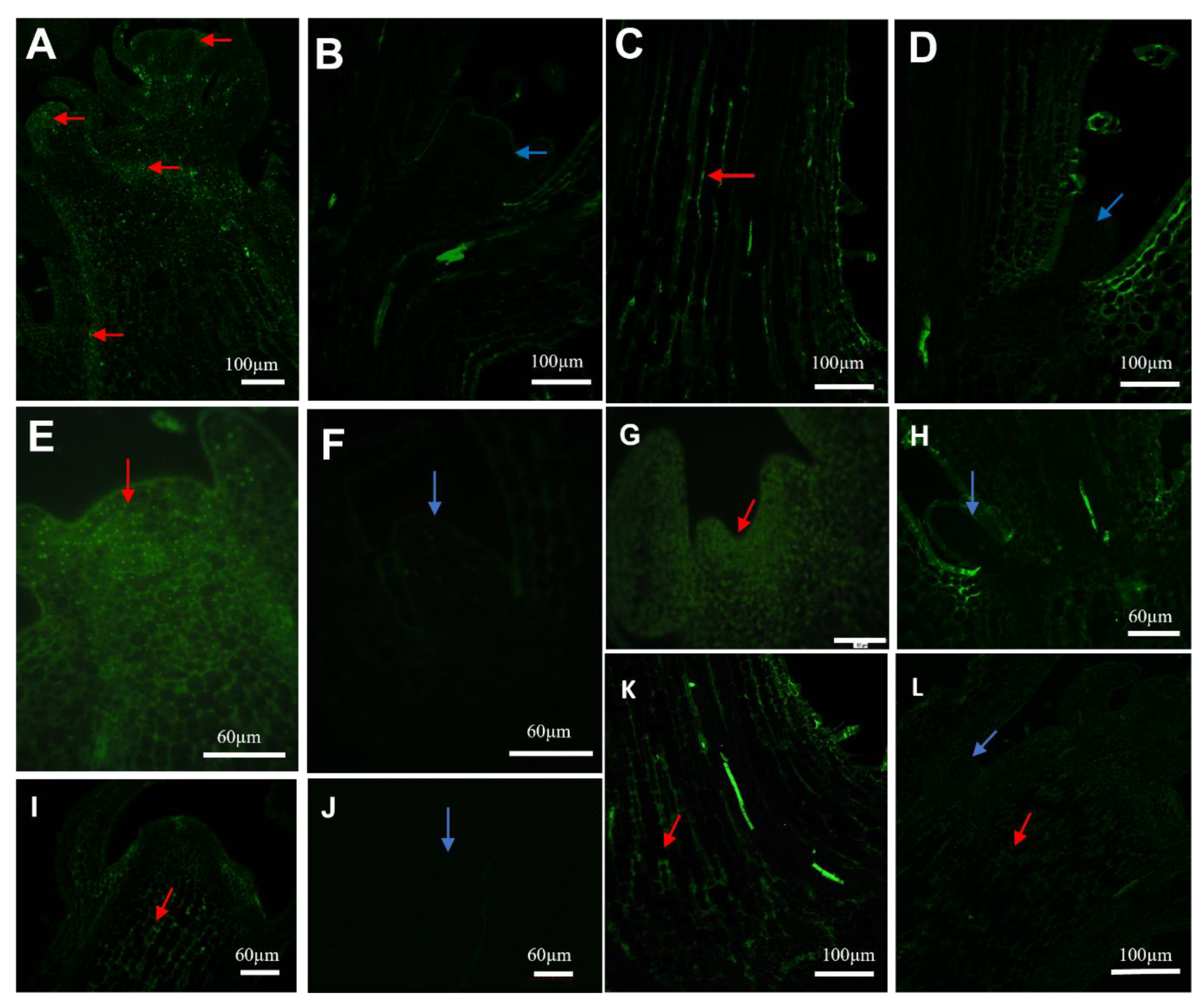Molecules 28 02714 g003 Molecules 28 02714 g003