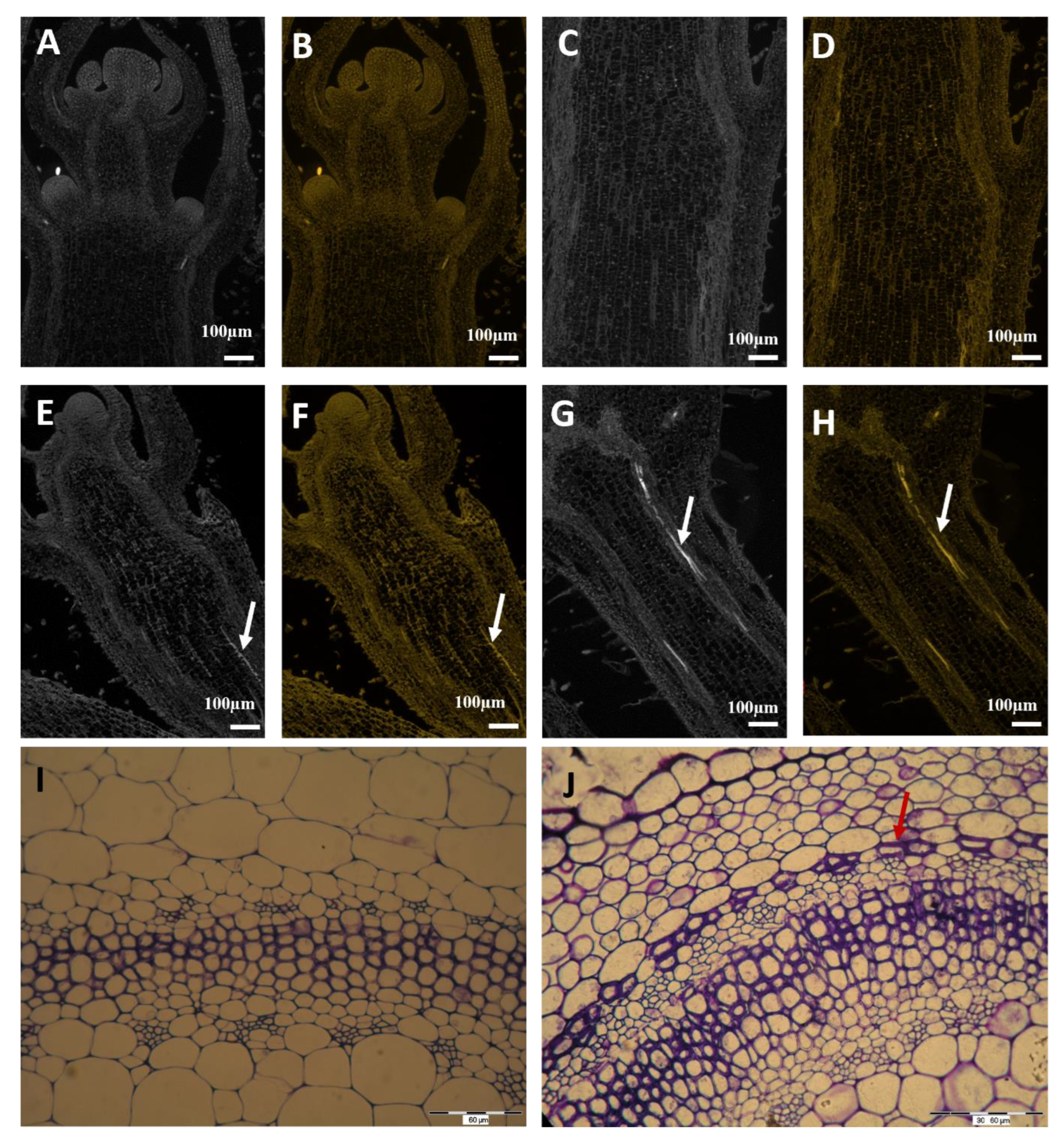 Molecules 28 02714 g006 Molecules 28 02714 g006