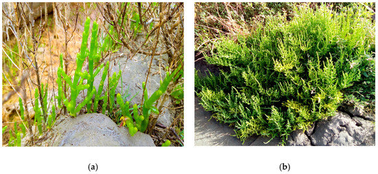 NATIVE GRASSES - Wiki - NQ Dry Tropics