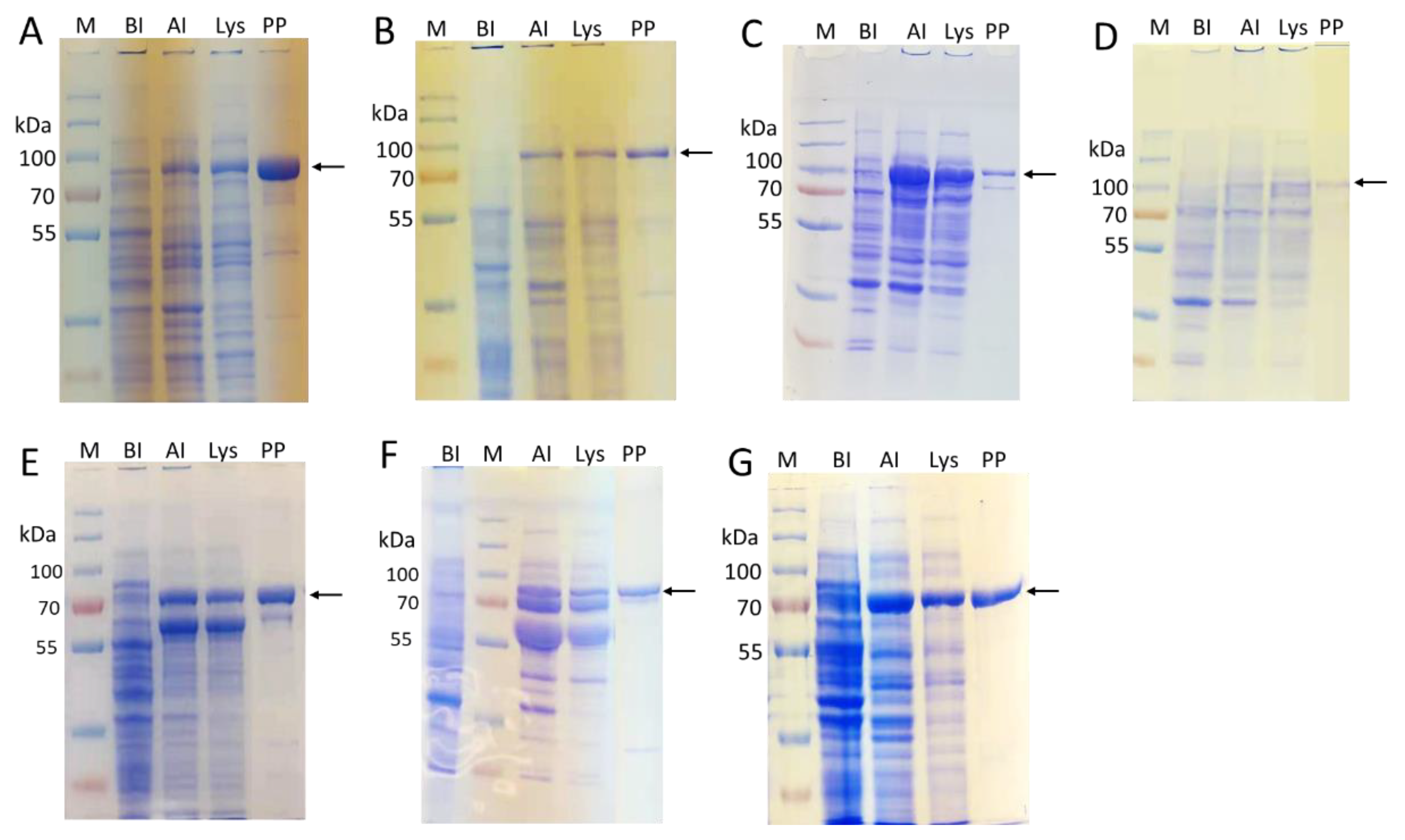 Molecules 28 02753 g002 Molecules 28 02753 g002