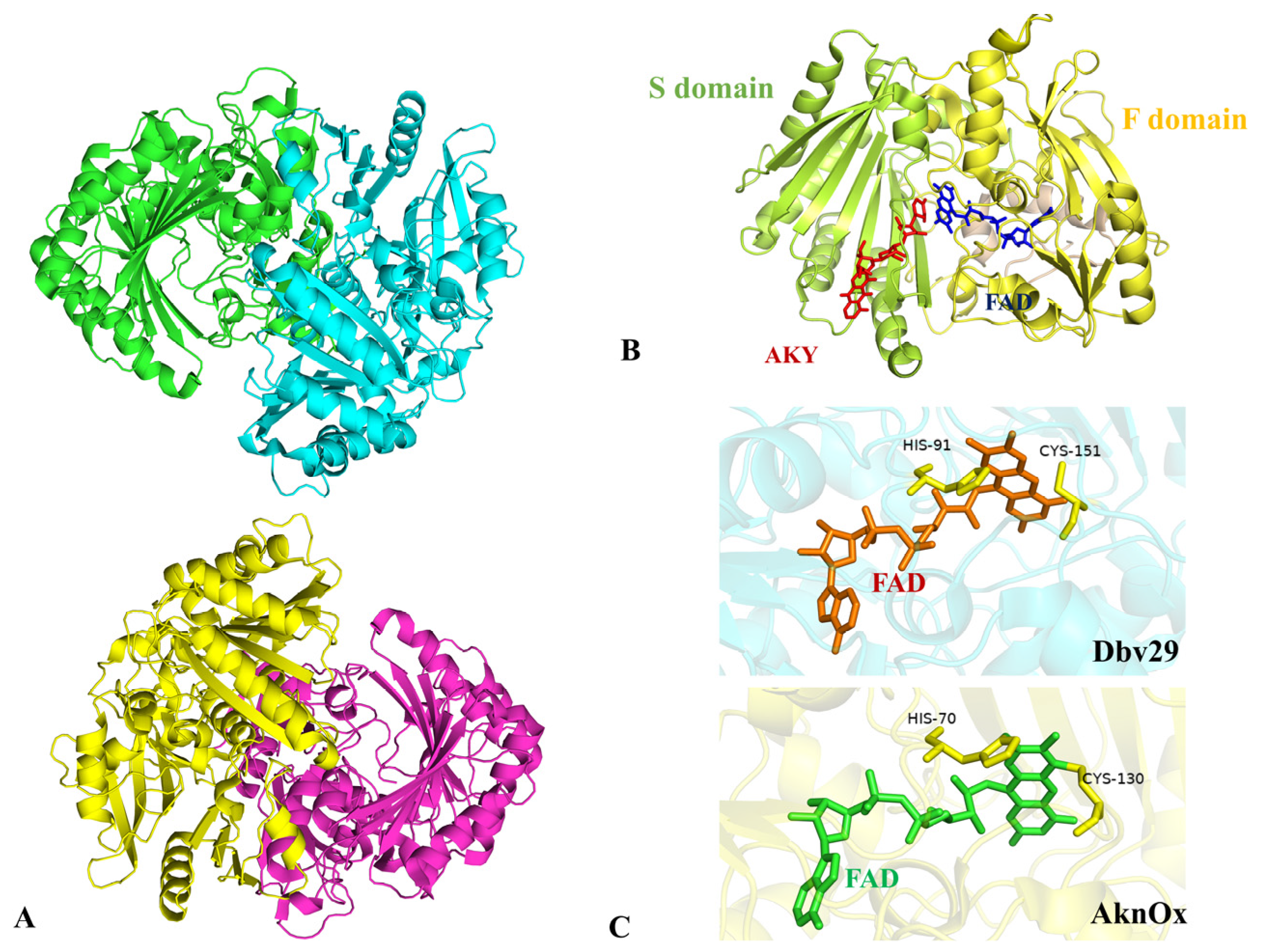 Rethinking Biosynthesis of Aclacinomycin A