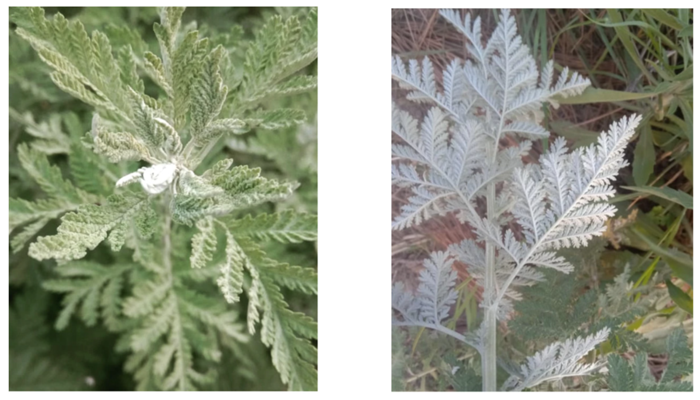 Molecules 28 02788 g002