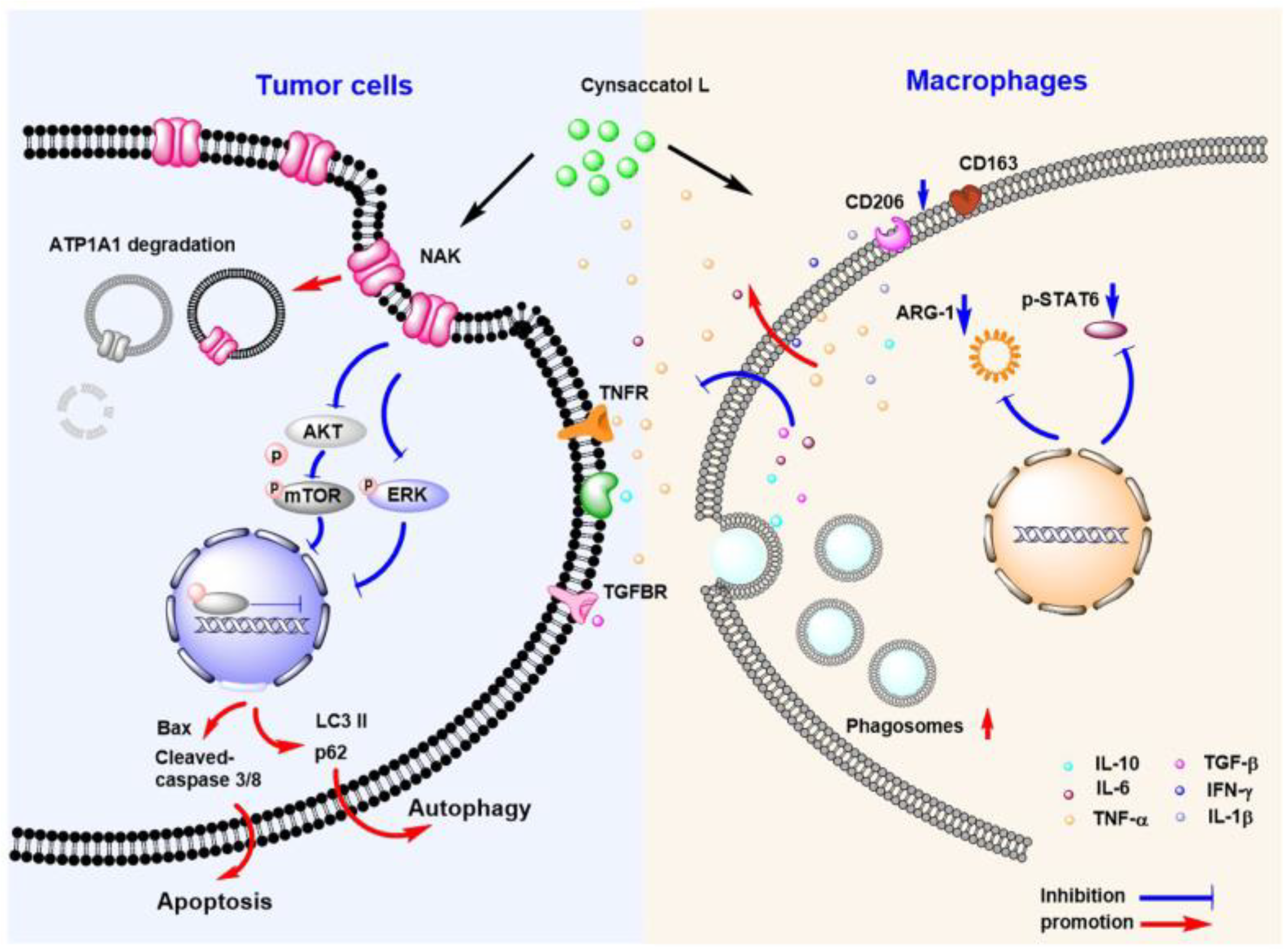 Molecules 28 02830 g008 Molecules 28 02830 g008