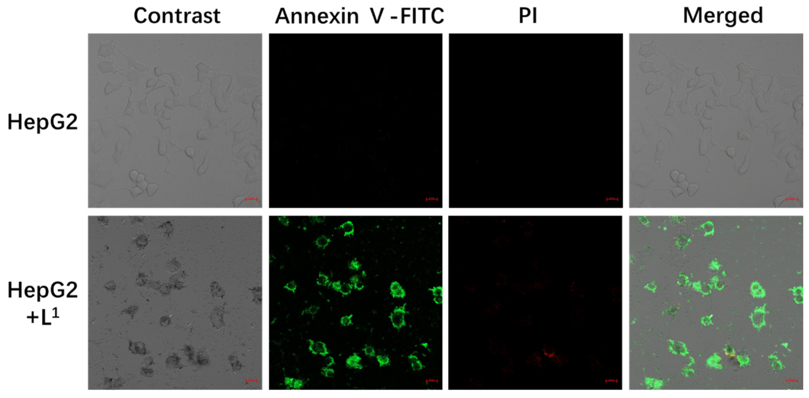 Molecules 28 02850 g005