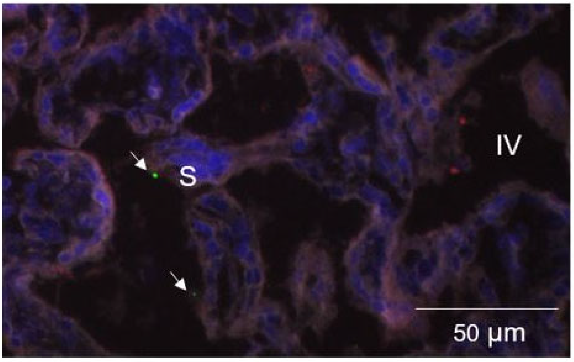 Molecules 28 02894 g003