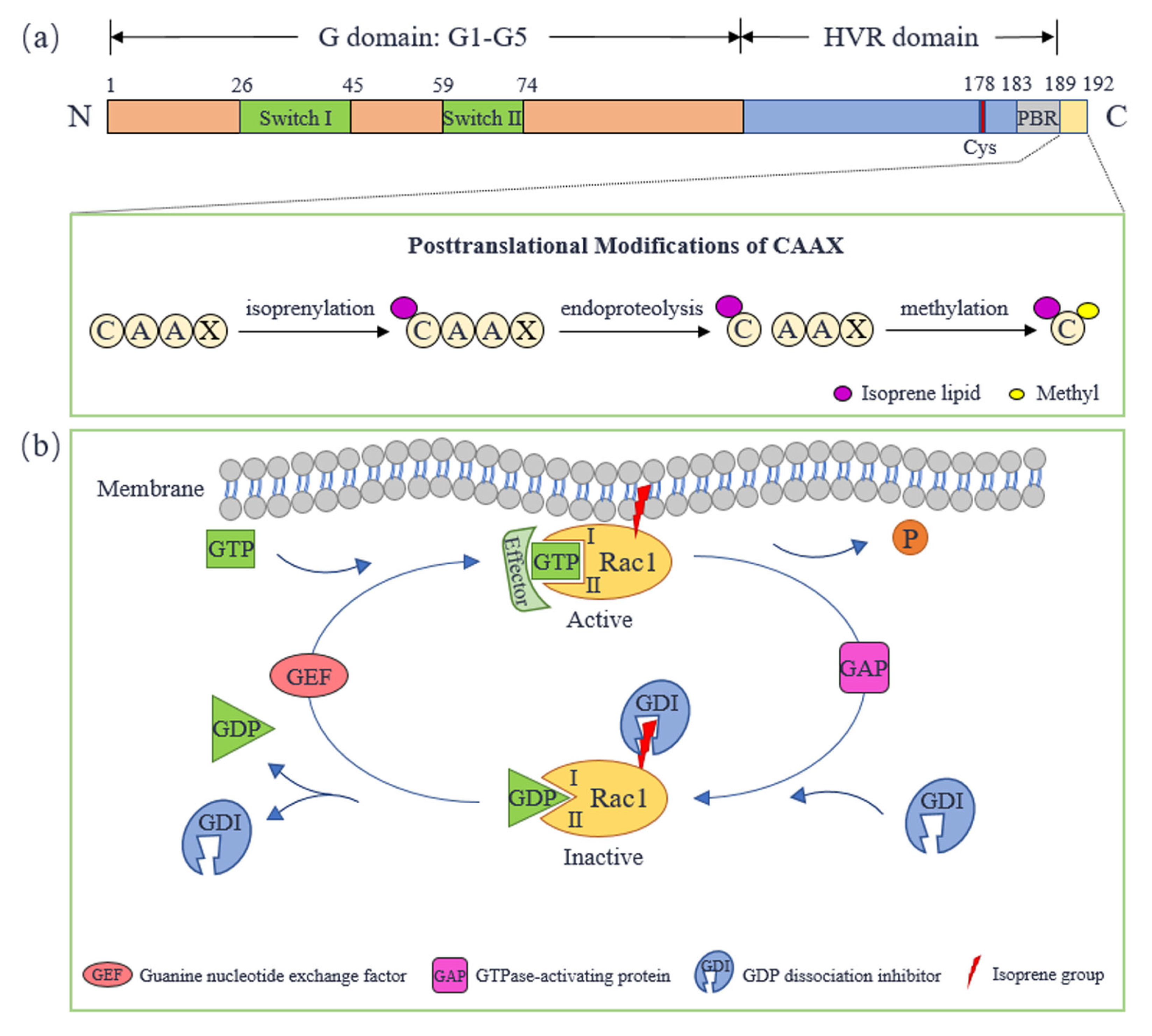 Rac1 Regulates Neuronal Polarization through the WAVE Complex