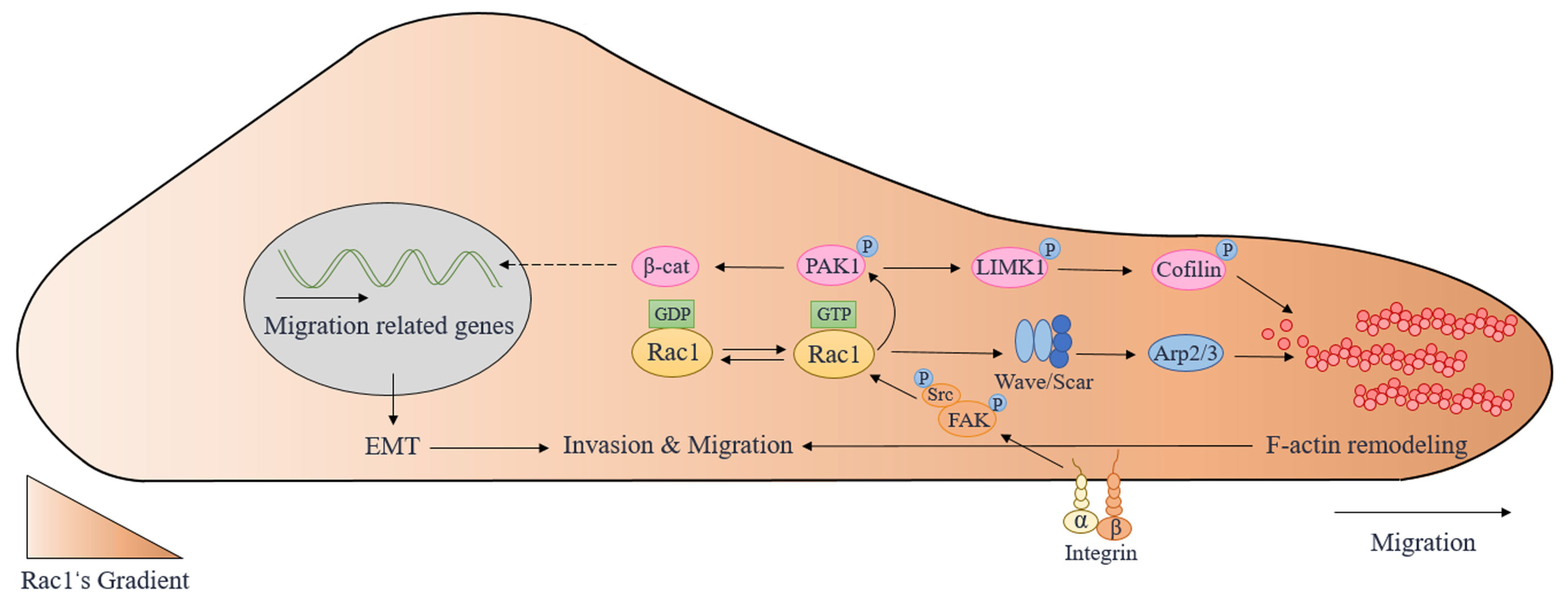 Rac1 Regulates Neuronal Polarization through the WAVE Complex