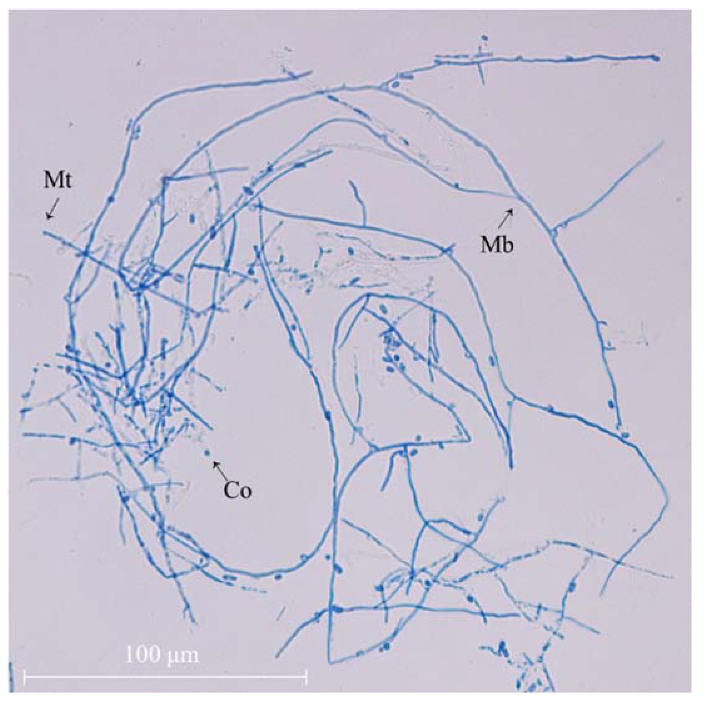Molecules 28 03036 g001 Molecules 28 03036 g001