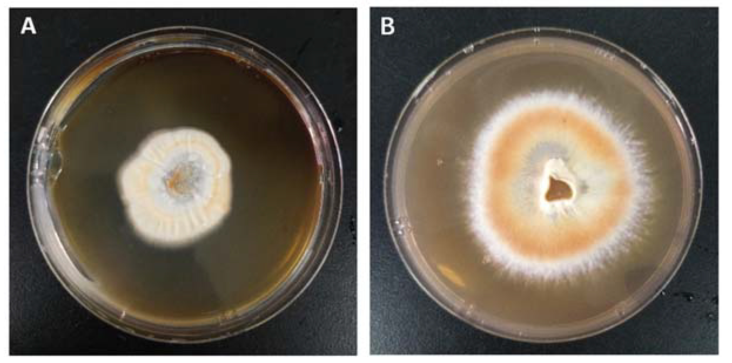 Molecules 28 03036 g003 Molecules 28 03036 g003