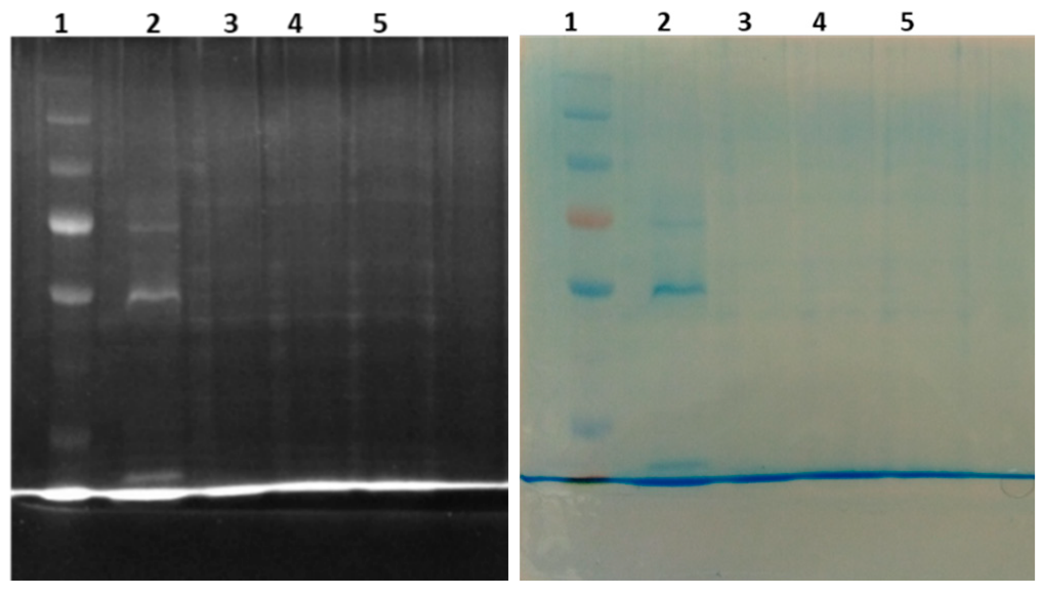 Molecules 28 03089 g003 Molecules 28 03089 g003