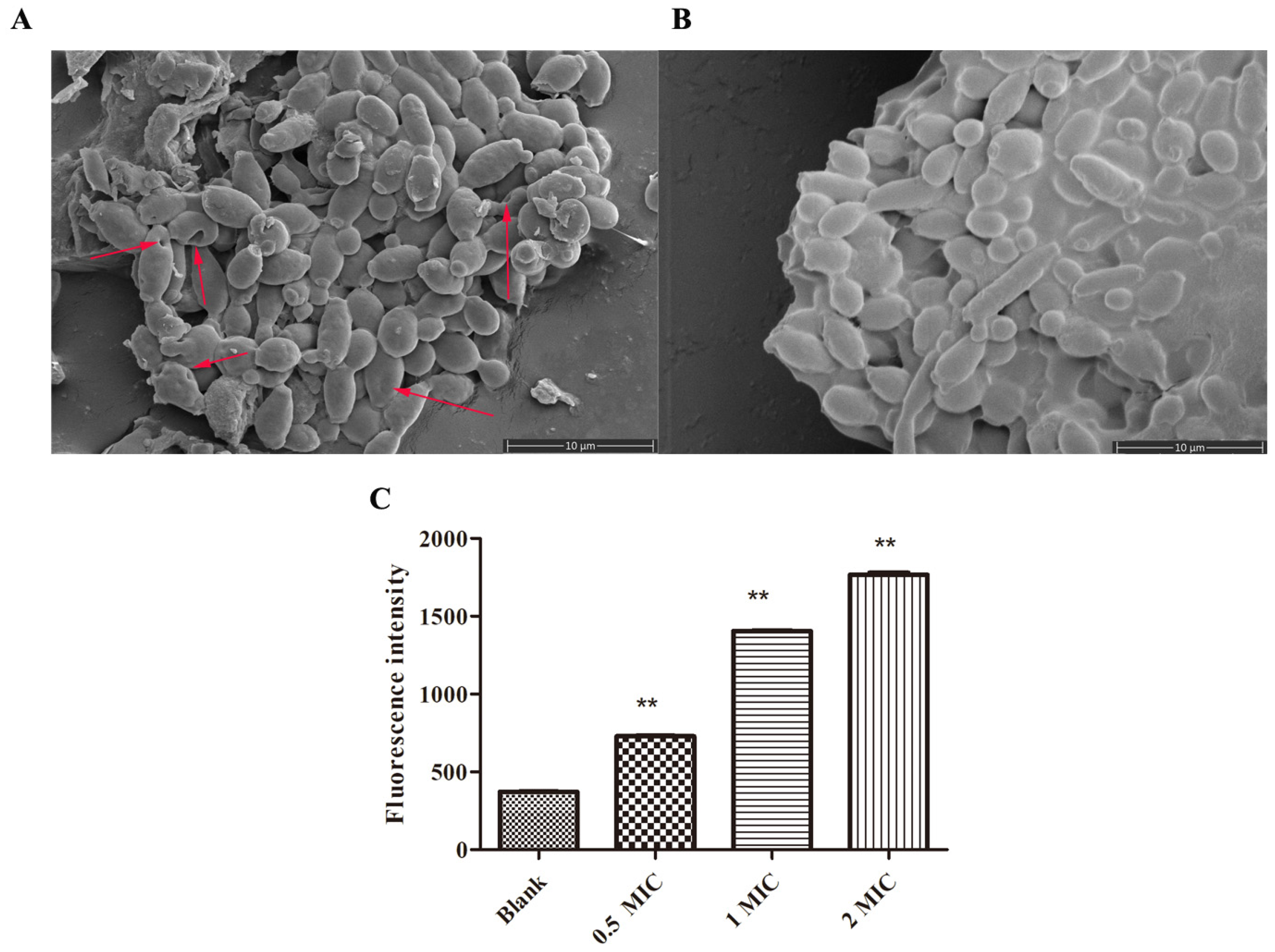 Molecules 28 03098 g003