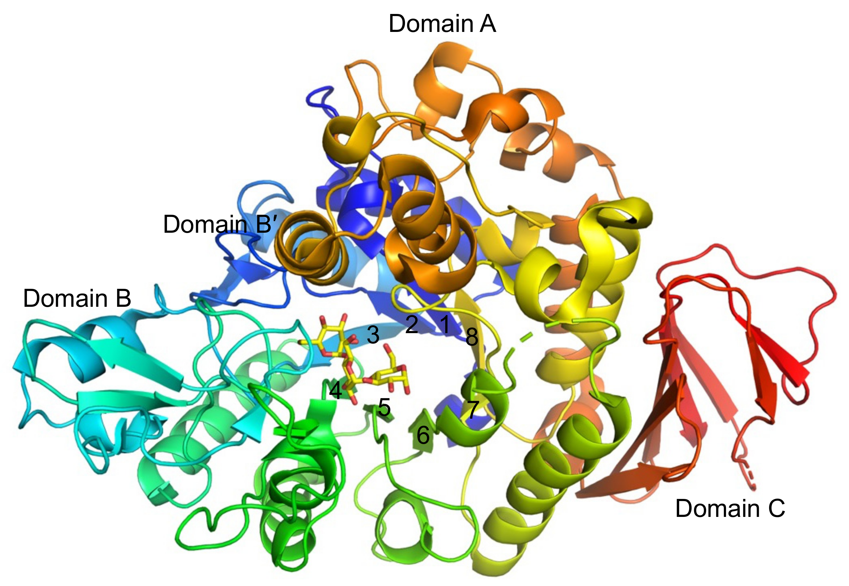 Alteration of Substrate Specificity and Transglucosylation Alteration of Substrate Specificity and Transglucosylation