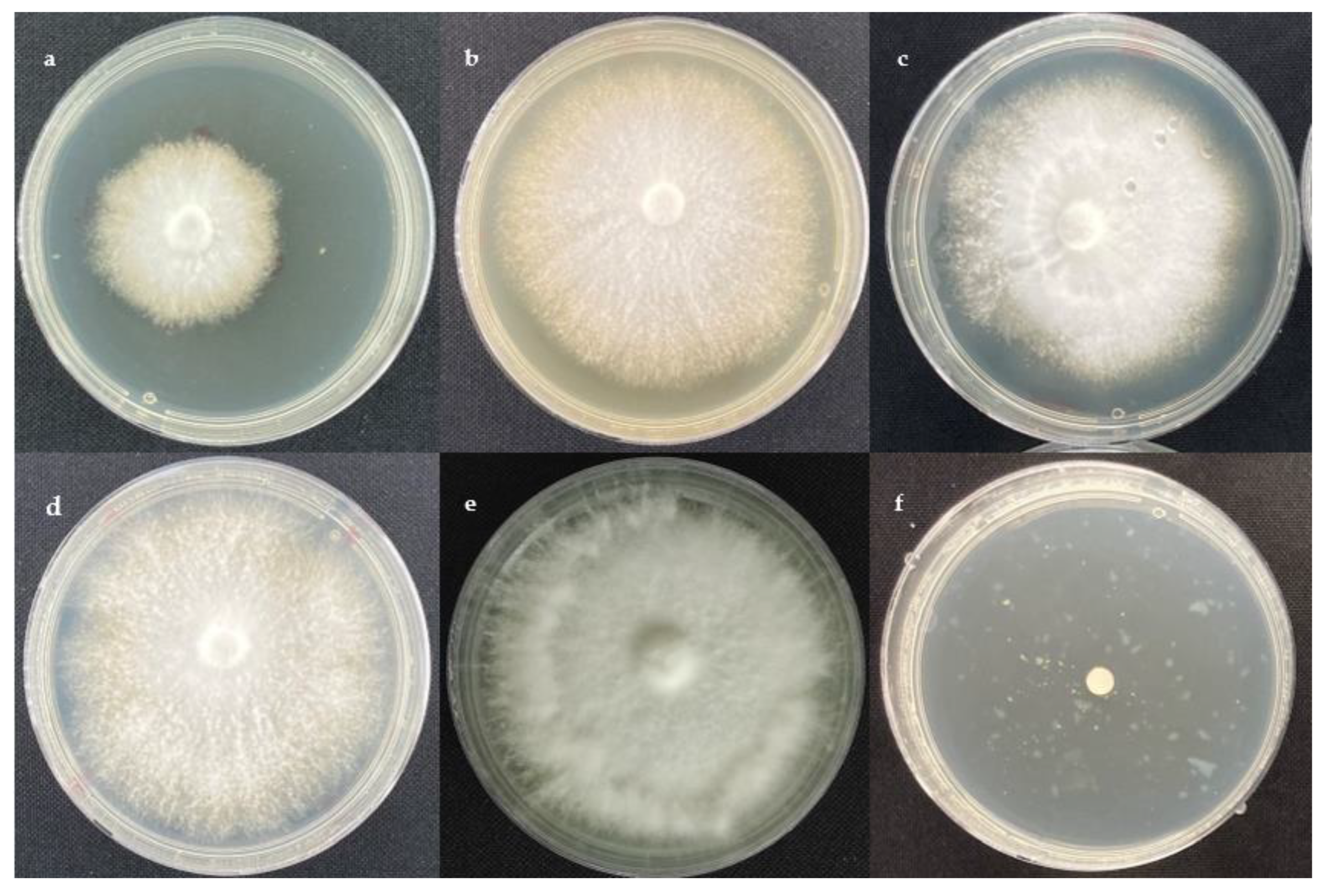 Molecules 28 03208 g001