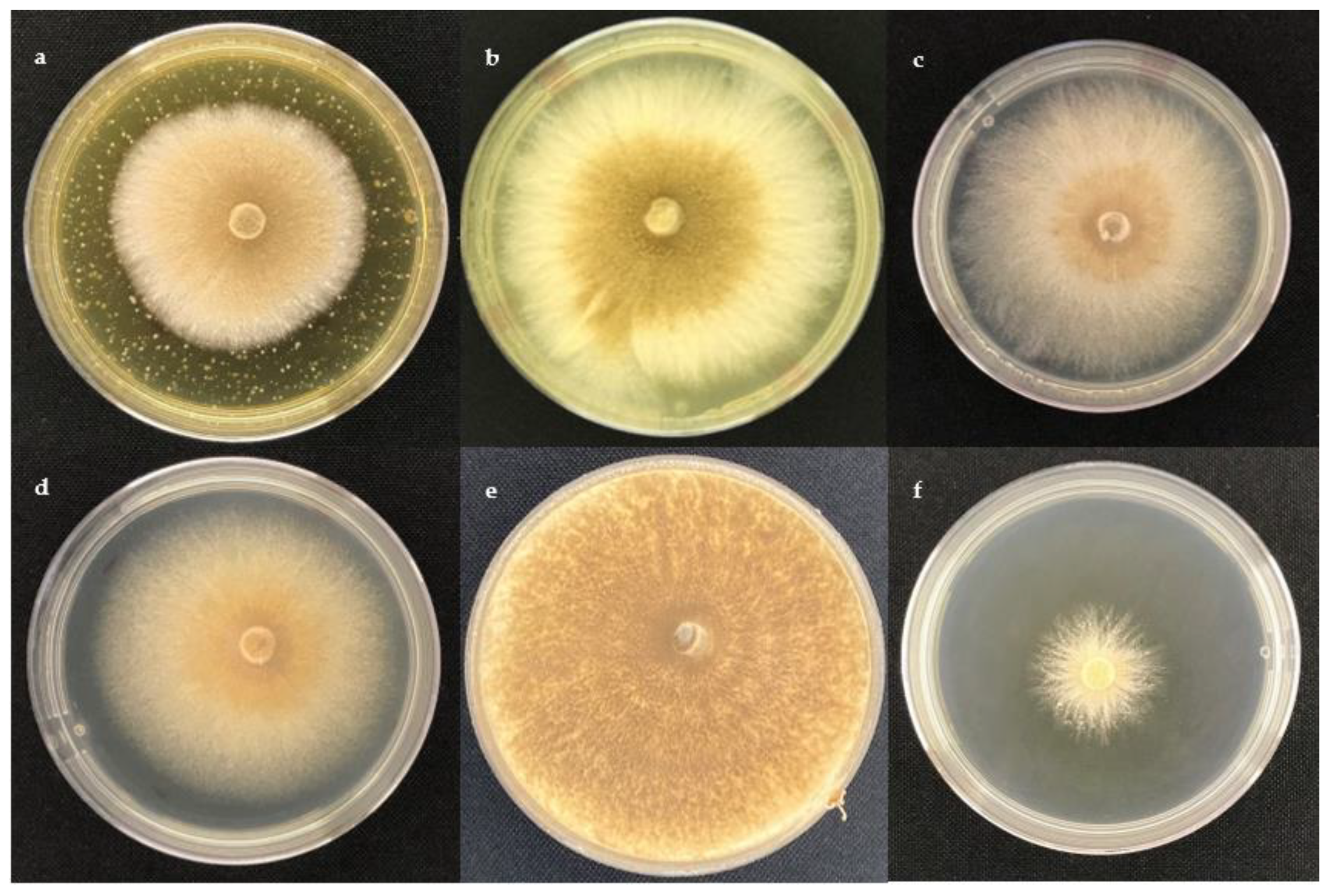 Molecules 28 03208 g002