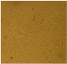 Molecules 28 03299 i008