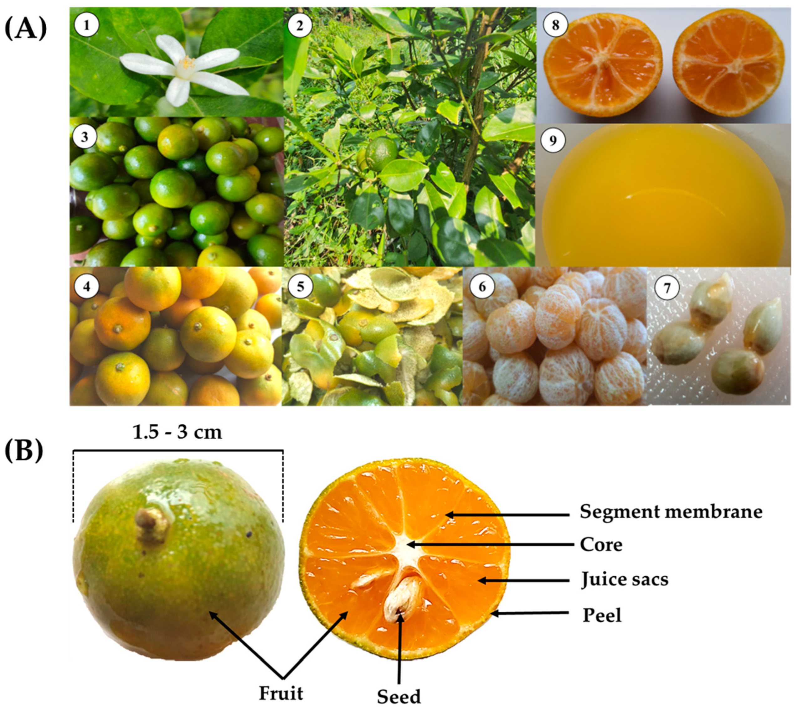 Lemon Fruit Extract (Citrus Limon): Skincare Explained