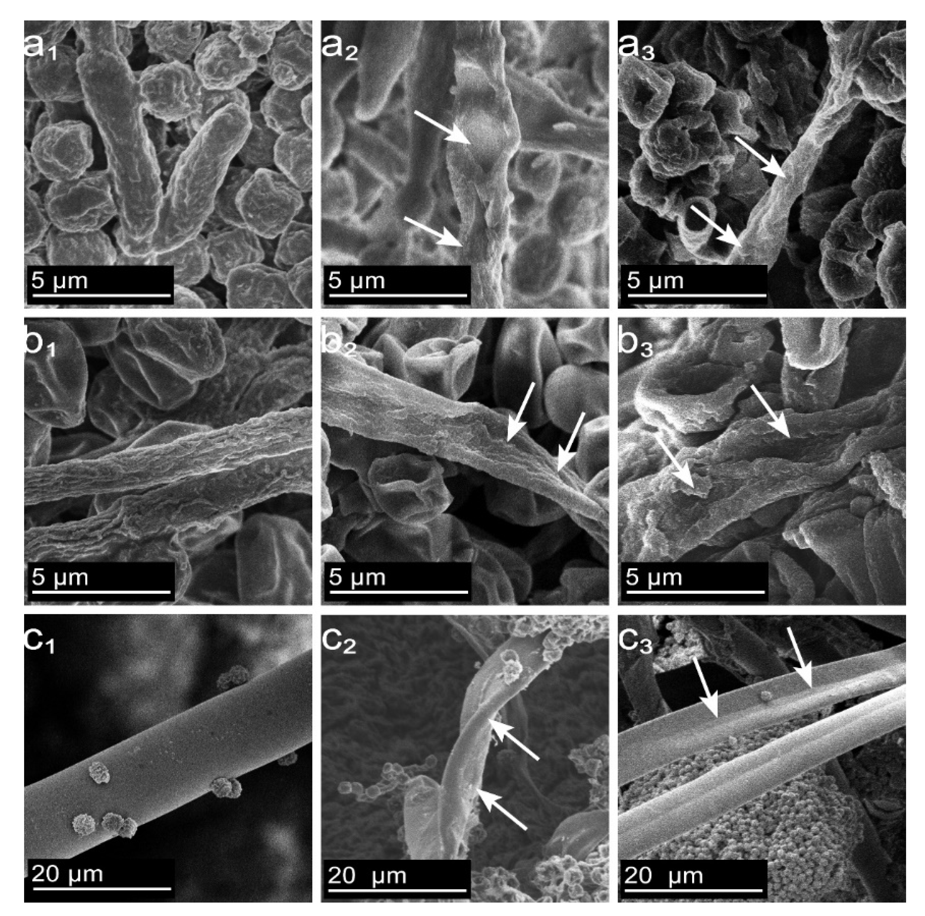 Molecules 28 03432 g005 Molecules 28 03432 g005