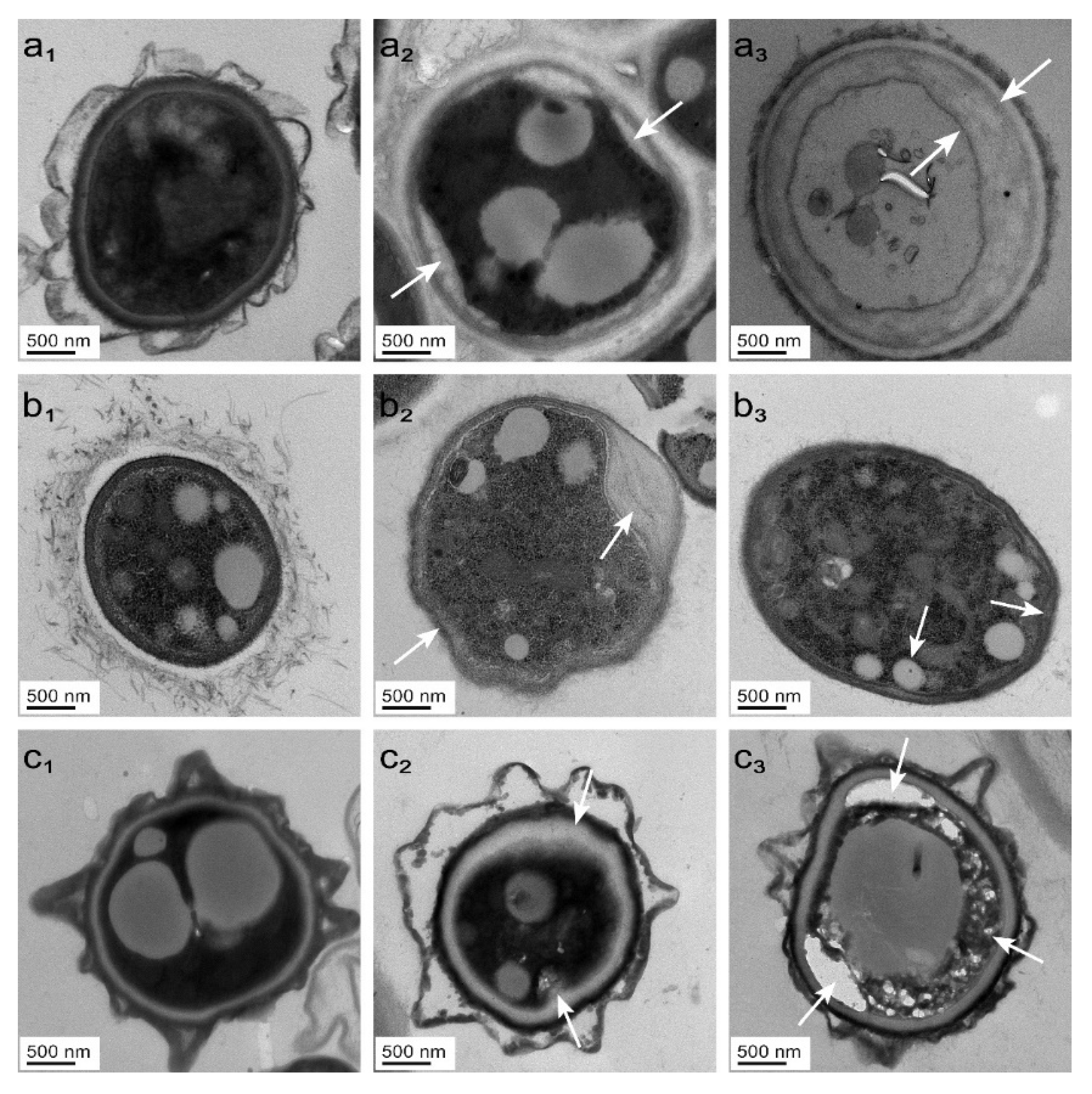 Molecules 28 03432 g006 Molecules 28 03432 g006