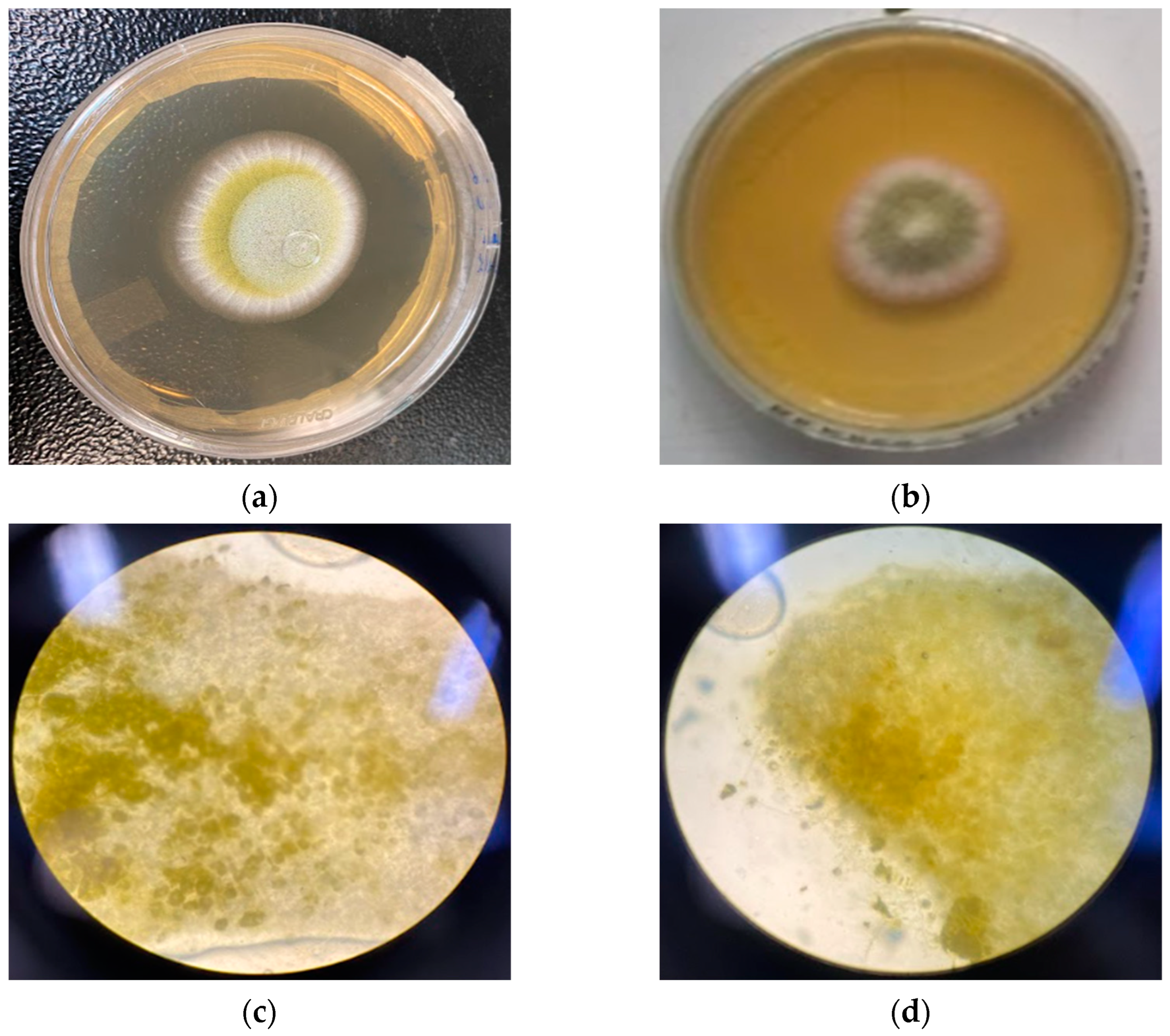 Molecules 28 03437 g004