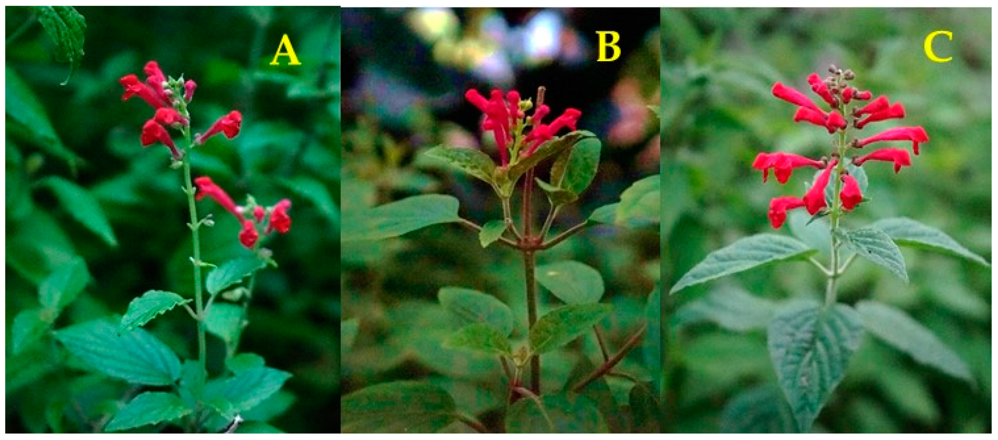 Molecules 28 03474 g001 Molecules 28 03474 g001