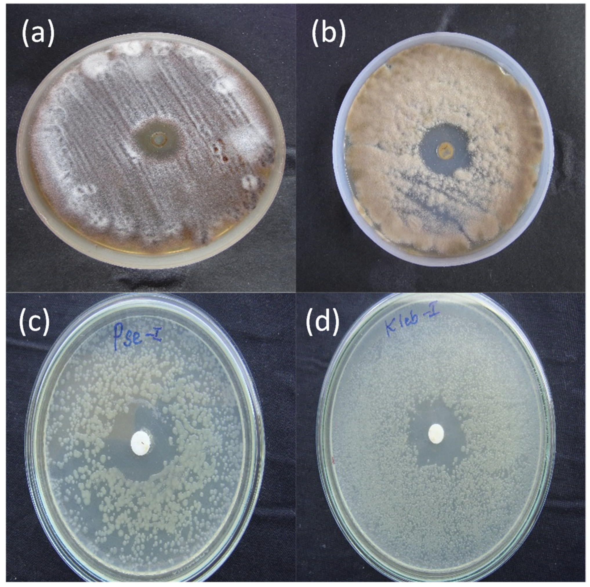 Molecules 28 03604 g003 Molecules 28 03604 g003
