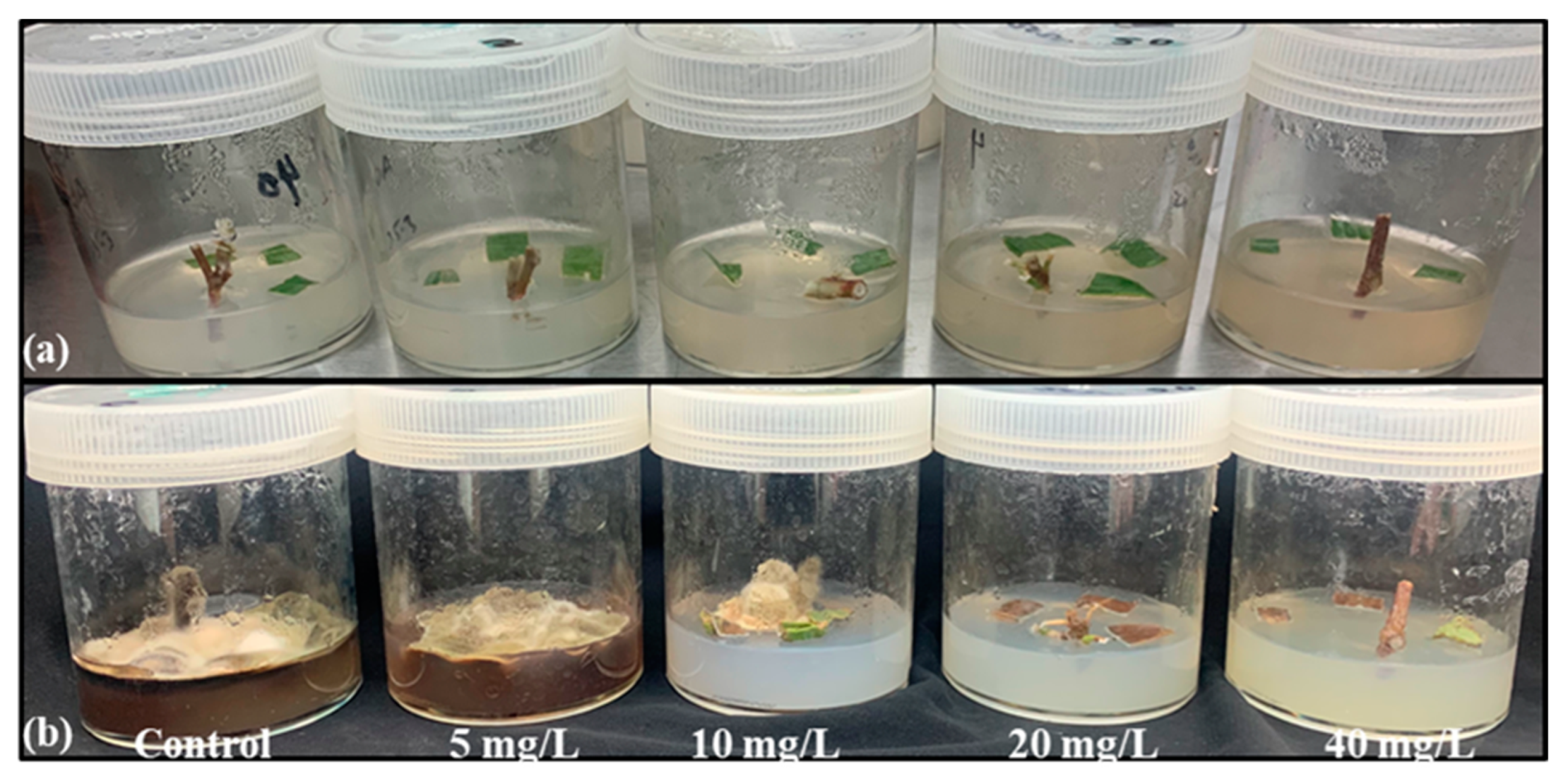 Molecules 28 03666 g002 Molecules 28 03666 g002