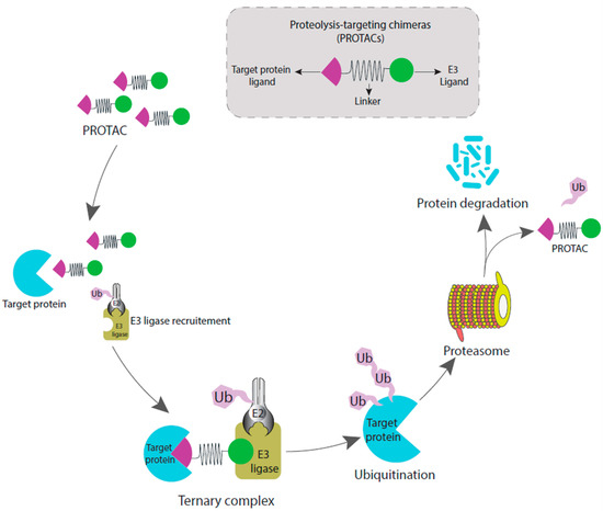 PROTACs in the Management of Prostate Cancer