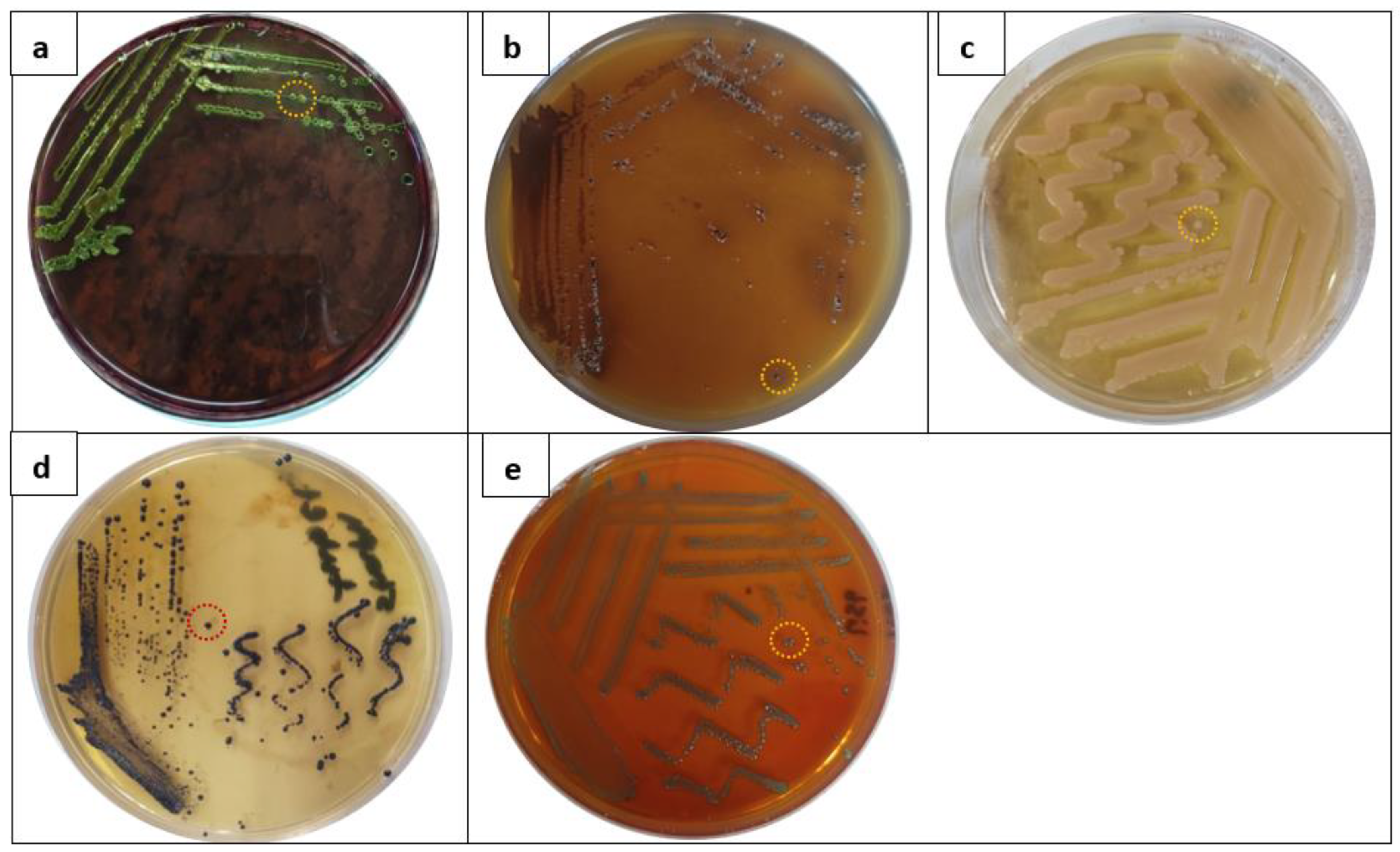 Molecules 28 03699 g004