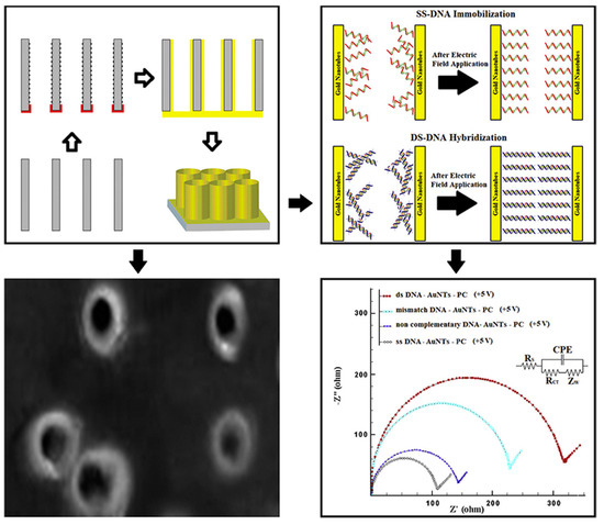 Functional Nanomaterials Enhancing Electrochemical Functional Nanomaterials Enhancing Electrochemical