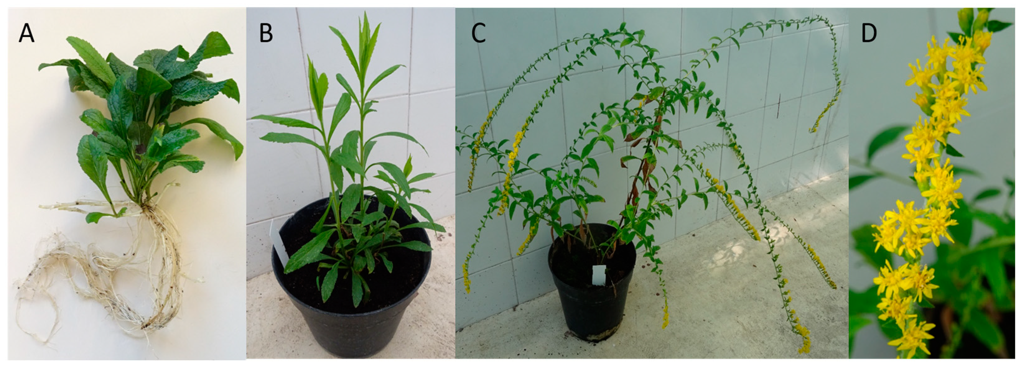 Molecules 28 03790 g001