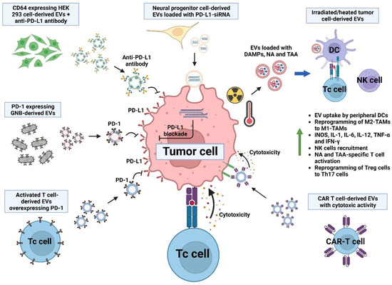 Abscopal Effect, Extracellular Vesicles and Their