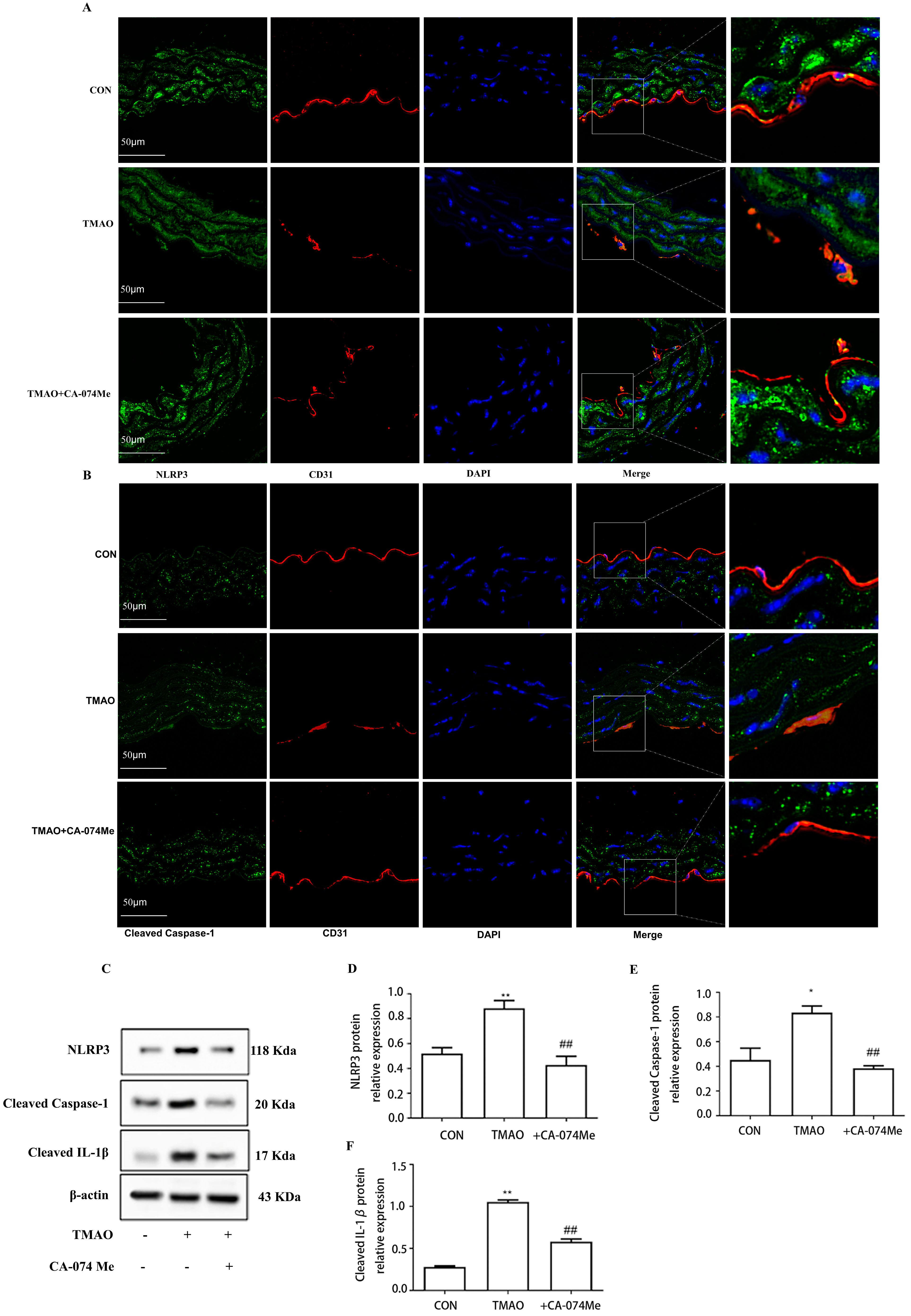 Molecules 28 03817 g008 Molecules 28 03817 g008