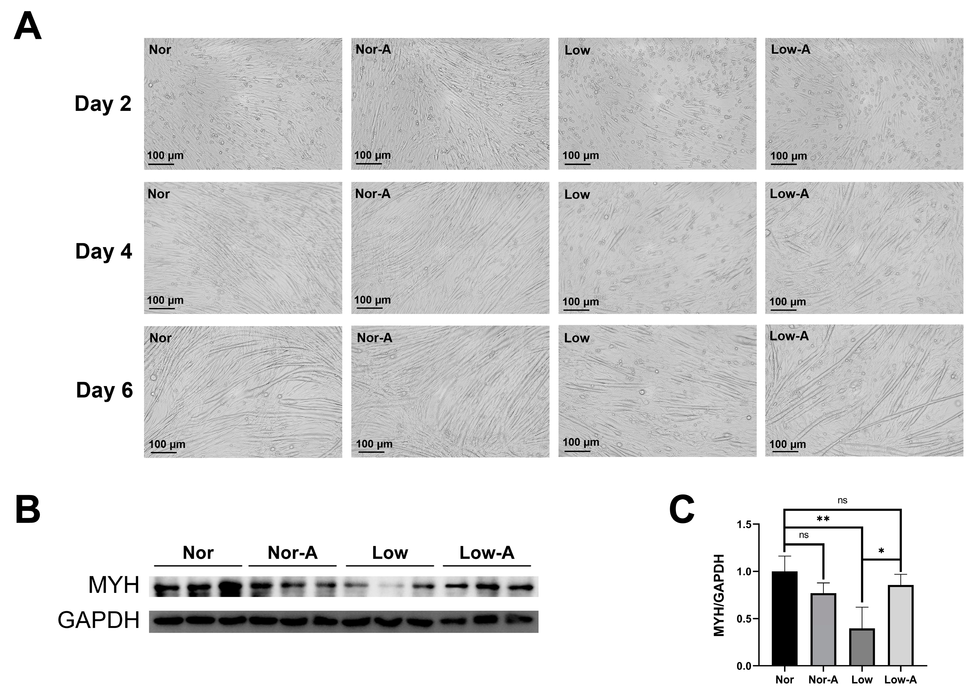 最安 読み方 Metabolic NMR-Based Profiling α of Effects the of トップス