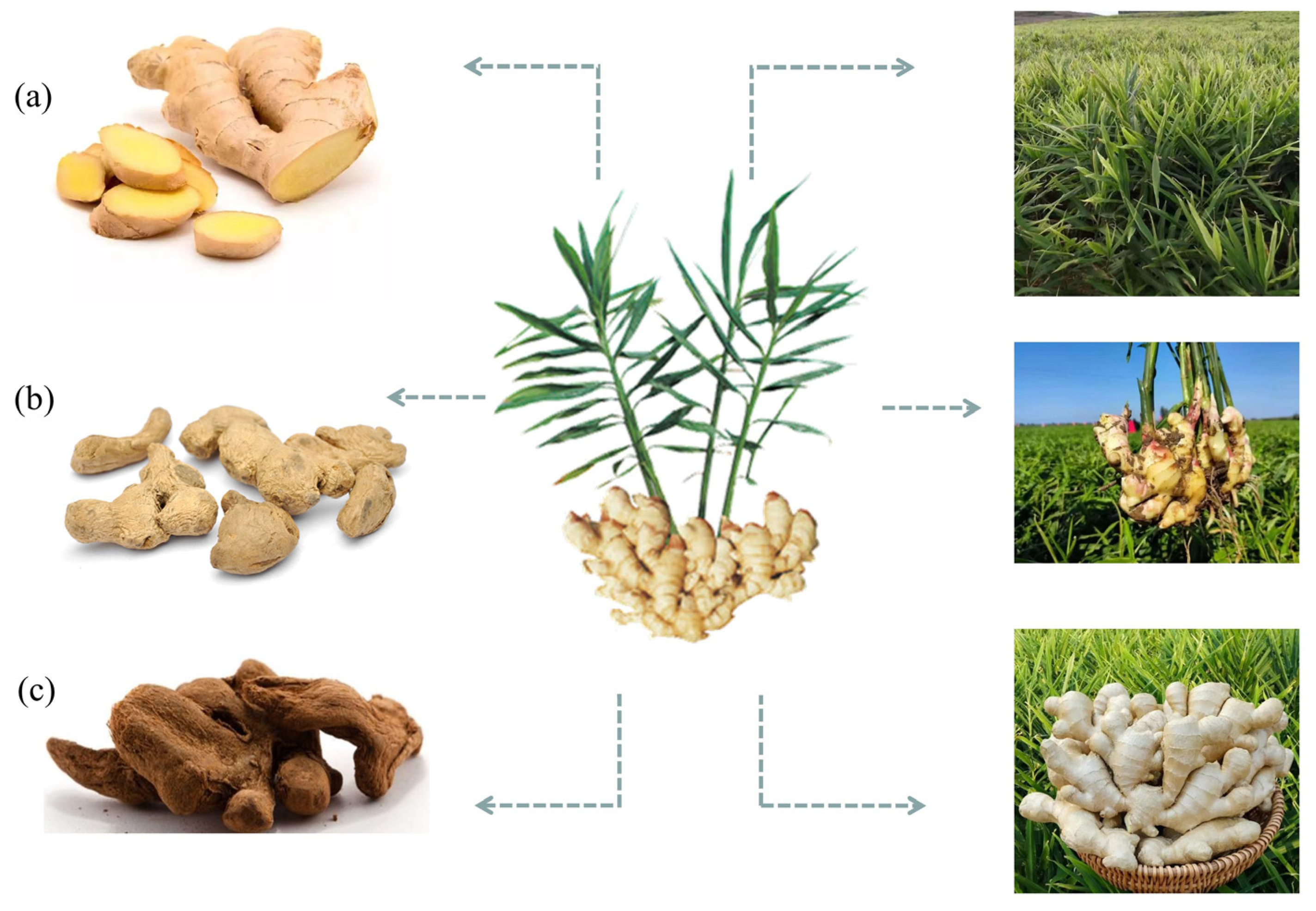 Molecules 28 03855 g001