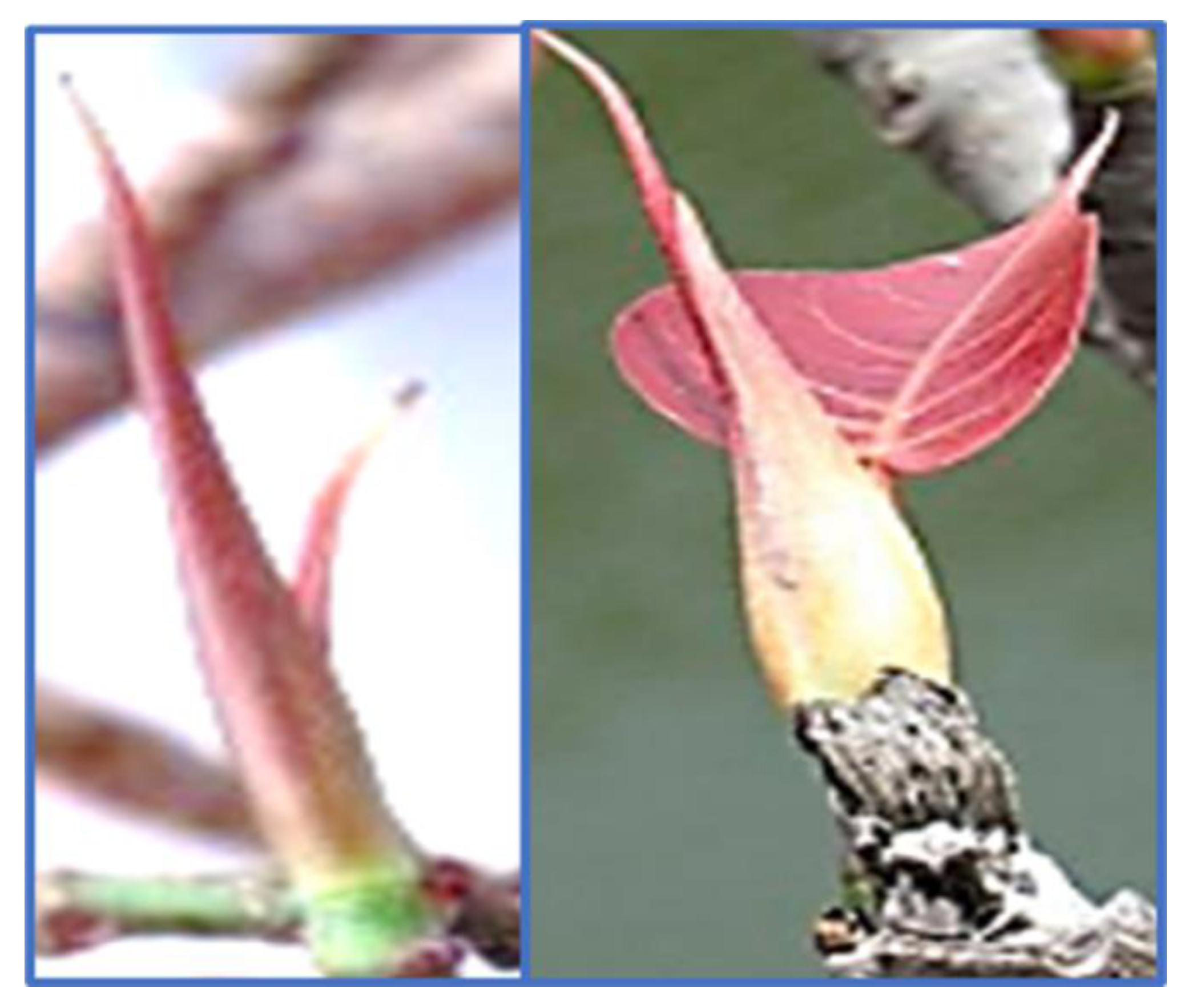 Molecules 28 03918 g001