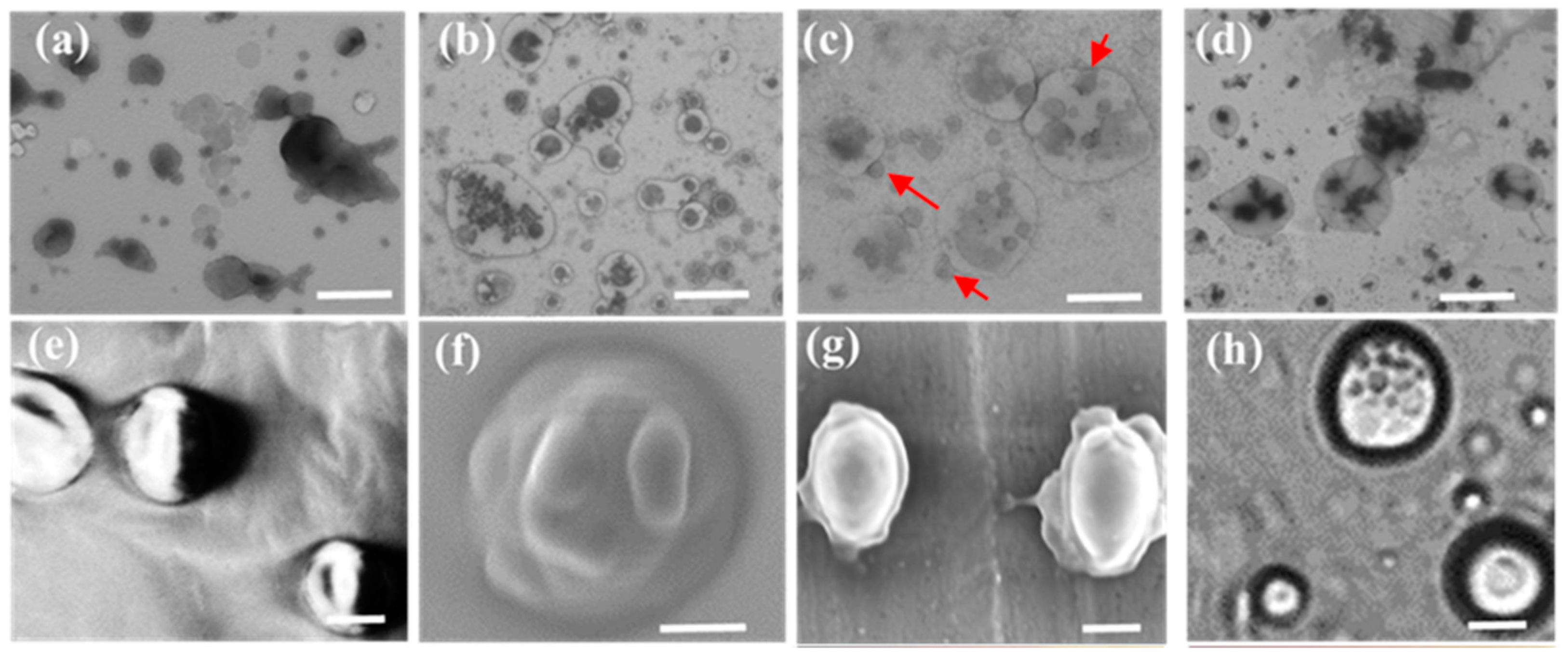 Molecules 28 03929 g006 Molecules 28 03929 g006