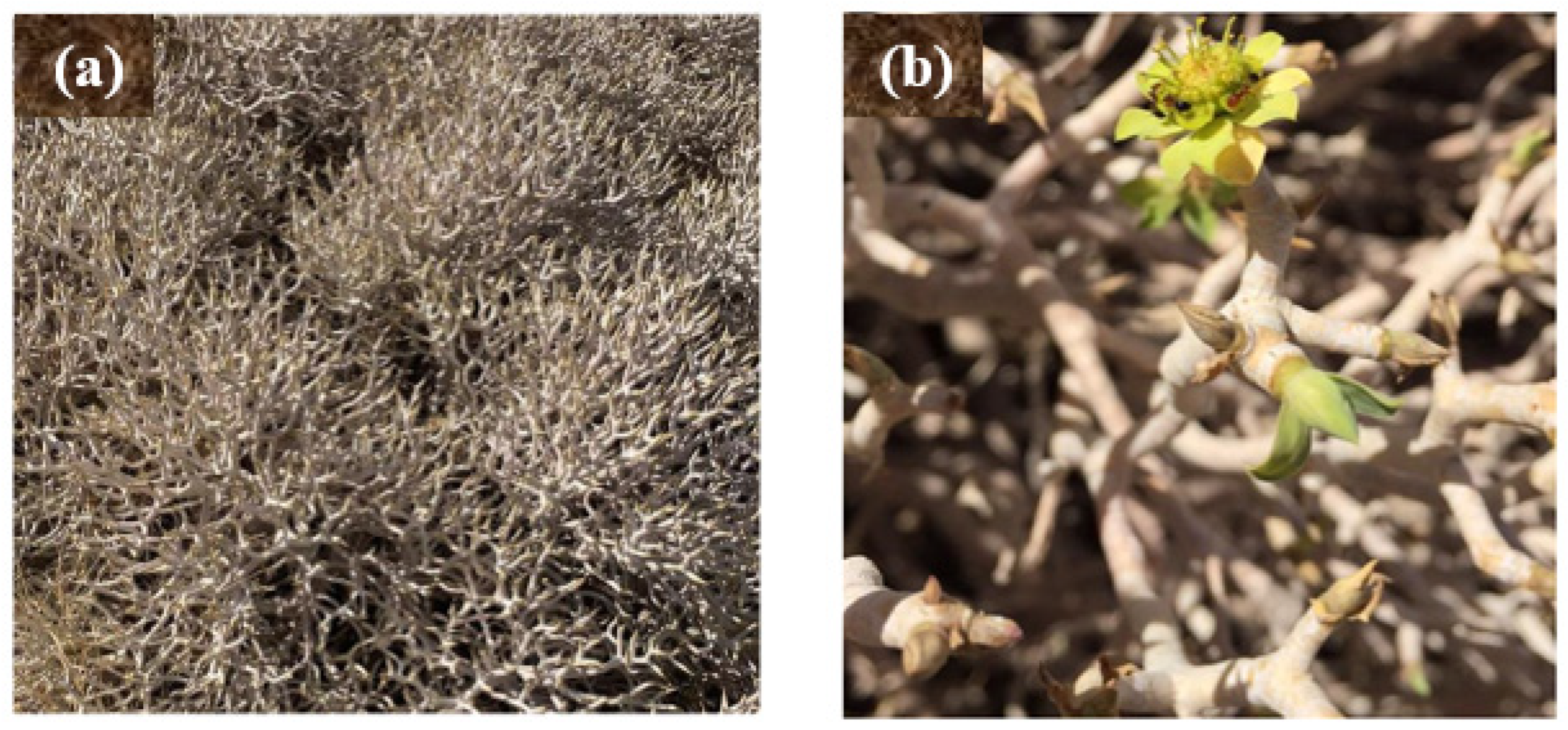 Molecules 28 03934 g001 Molecules 28 03934 g001