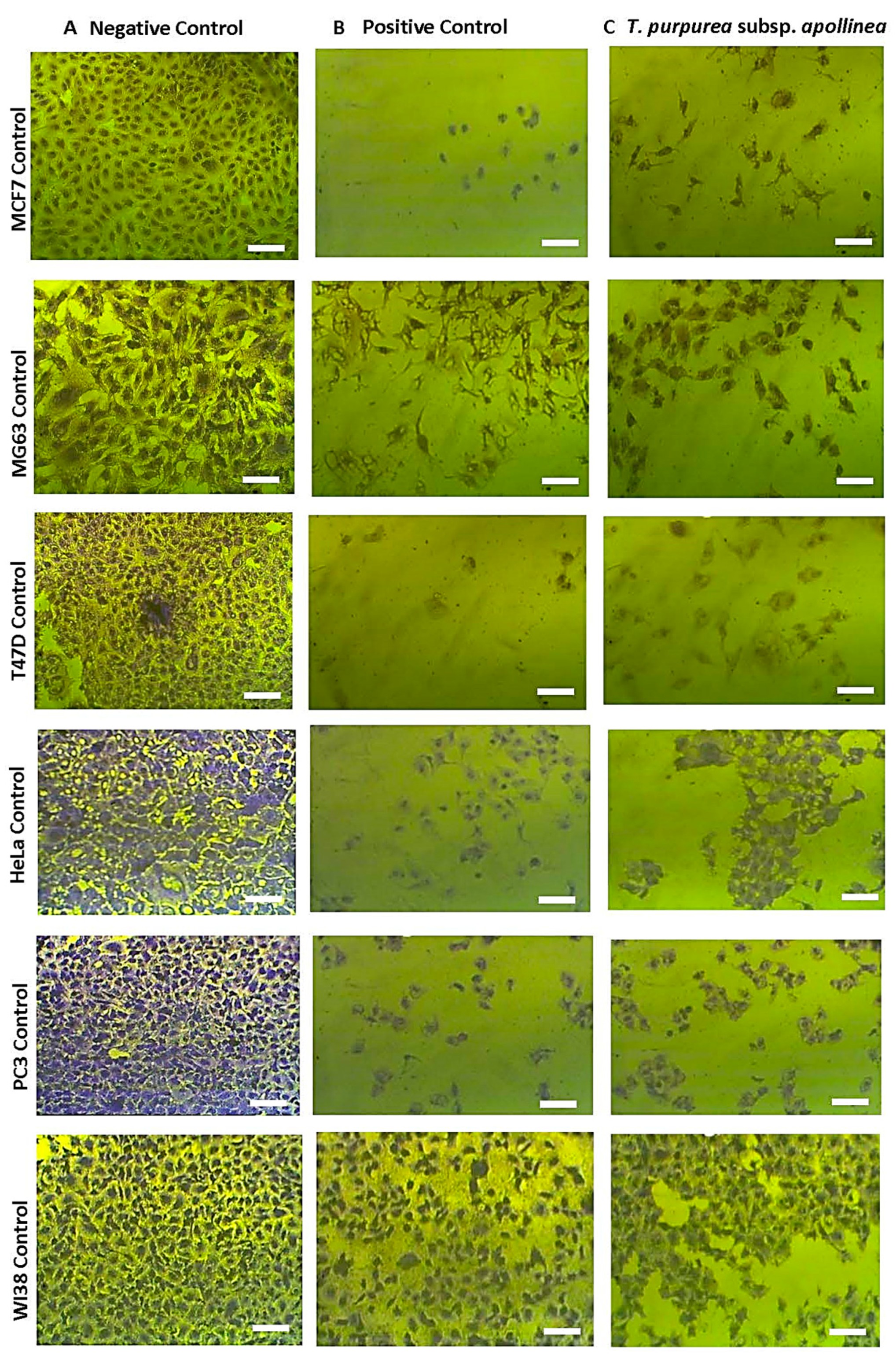 Molecules 28 03939 g008