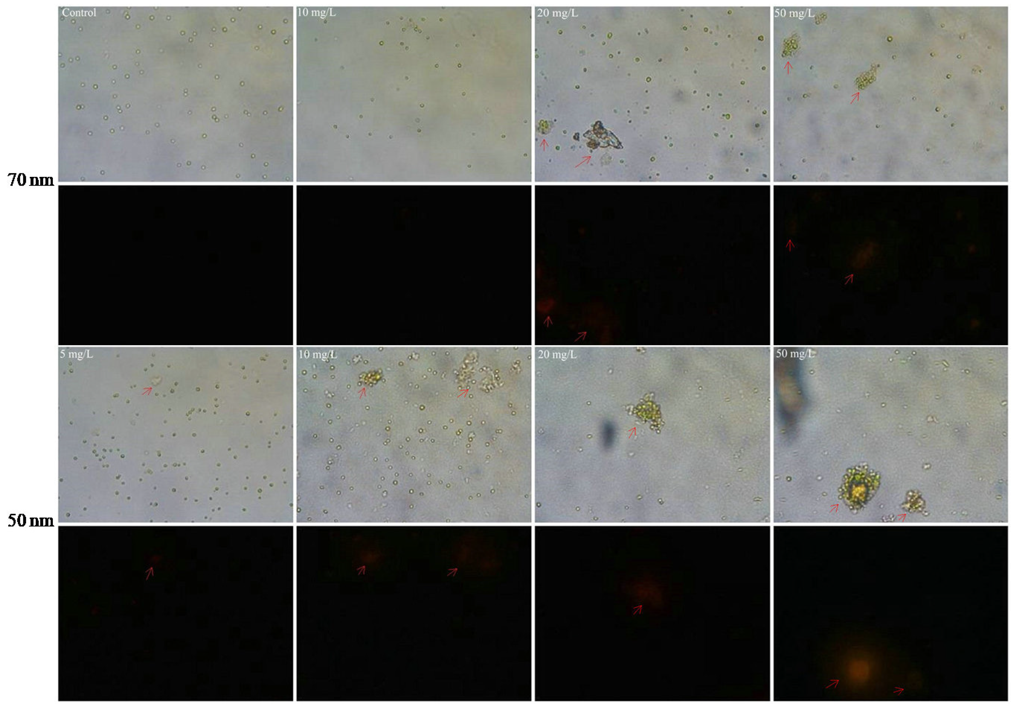 Molecules 28 03958 g008