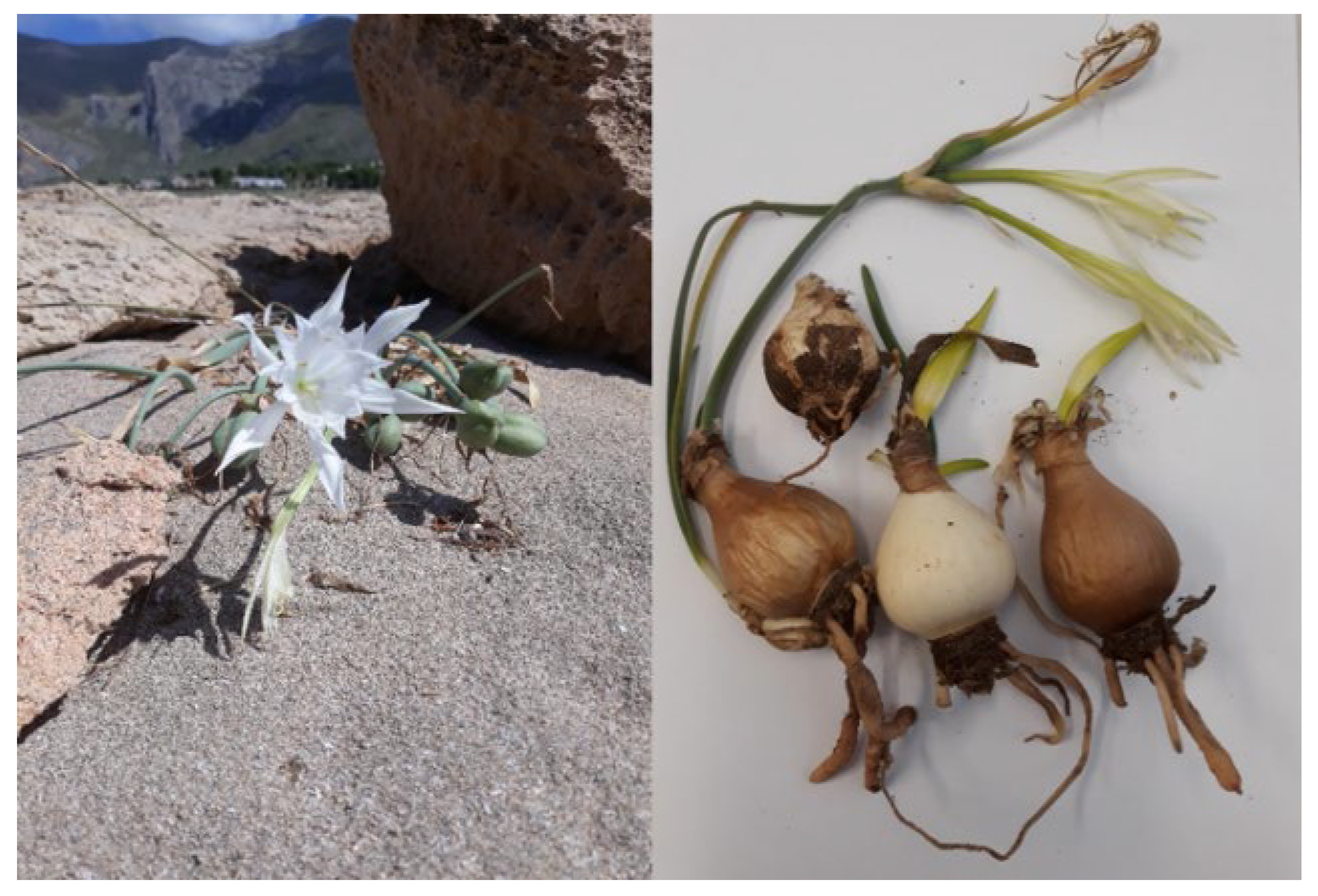 Molecules 28 03986 g001 Molecules 28 03986 g001