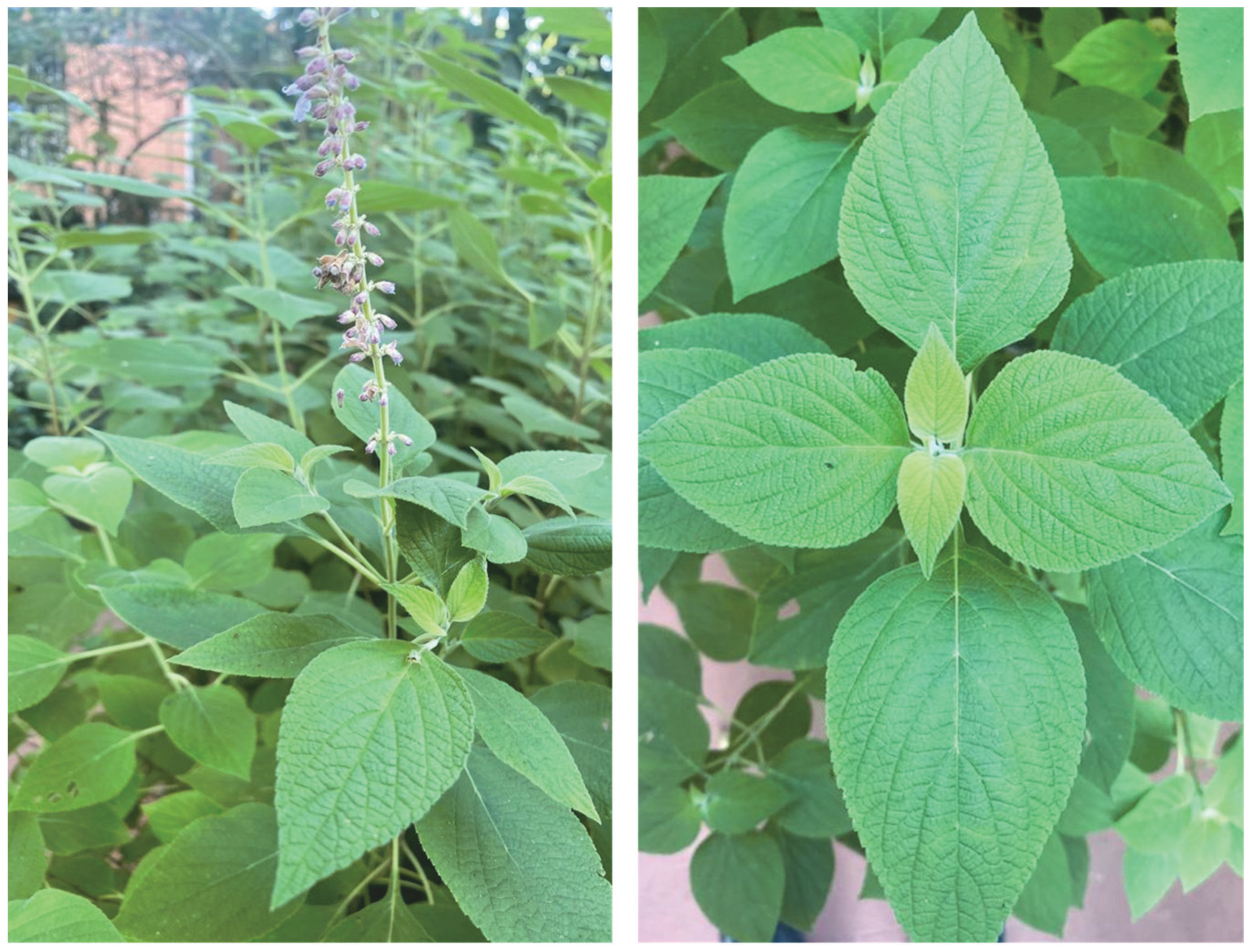 Molecules 28 04062 g001 Molecules 28 04062 g001