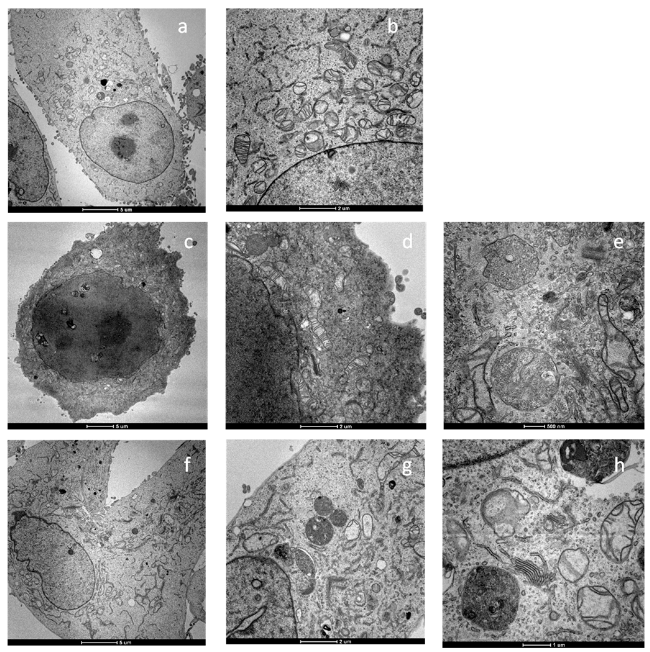 Molecules 28 04112 g005 Molecules 28 04112 g005