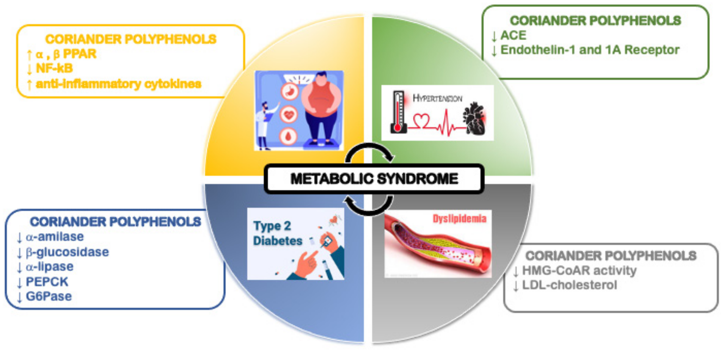 Molecules Free FullText Coriander (Coriandrum sativum) Polyphenols